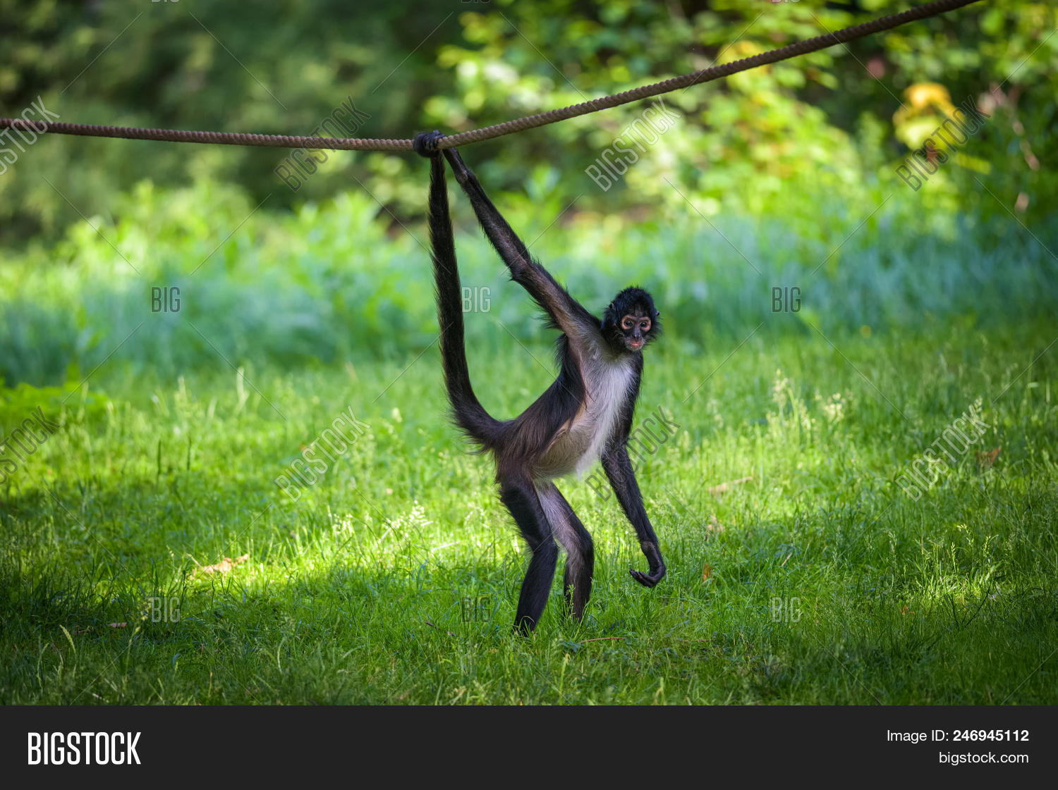 Geoffroys,adorable,animal,ape,ateles,behavior,behaviour,black,black-handed,body,colombian,cute,eyes,fur,grass,green,hairy,hanging,looking,mammal,mexico,monkey,natural,nature,outdoors,portrait,primate,robustus,rope,small,standing,tail,tropic,wild,wildlife,zoo
