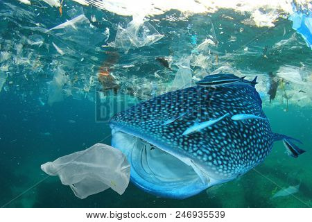 Plastic ocean pollution. Whale Shark filter feeds in polluted ocean