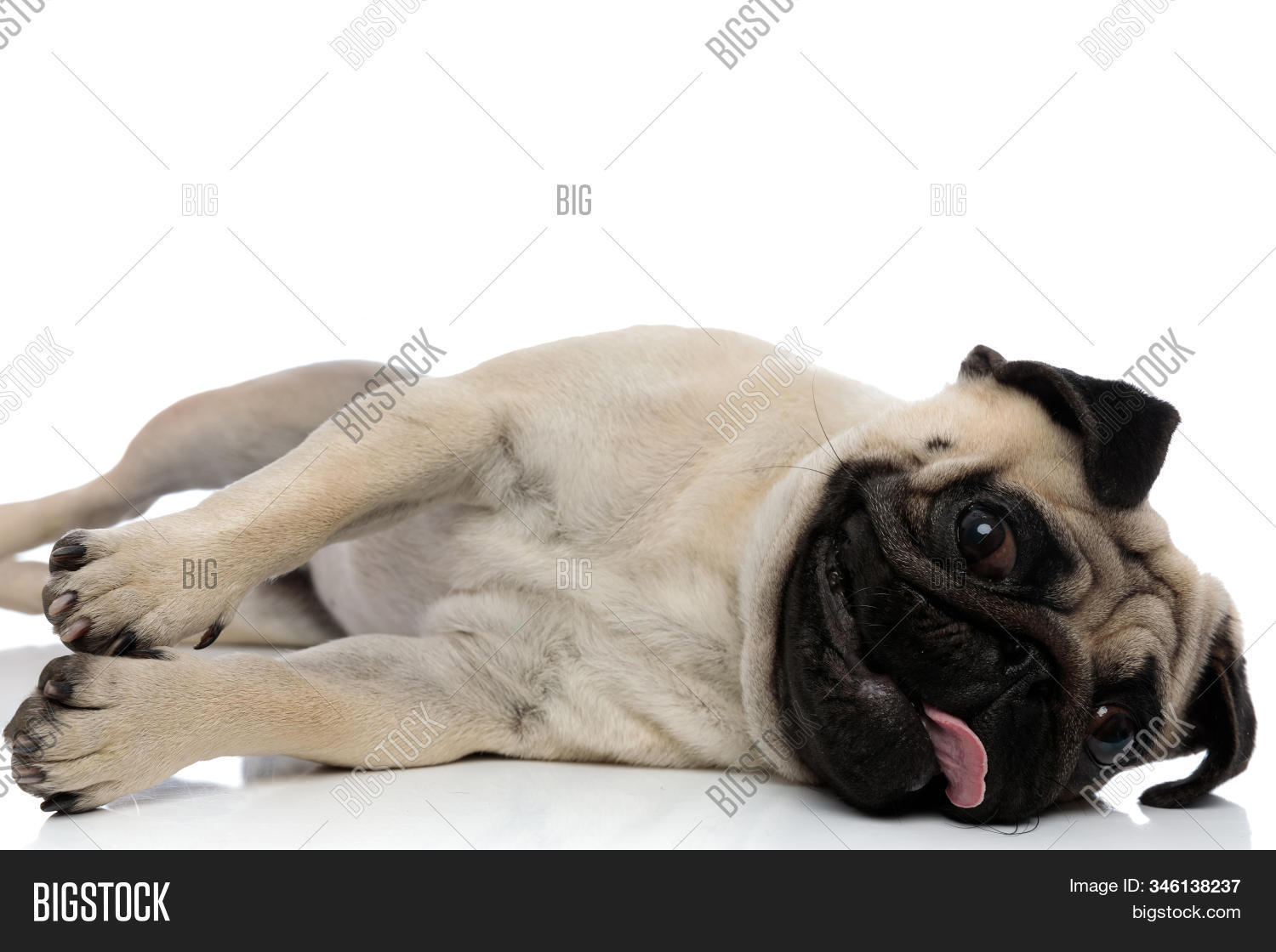 adorable, 																					animal, 																					back, 																					background, 																					beautiful, 																					black, 																					boxer, 																					breed, 																					brown, 																					canine, 																					cheerful, 																					clumsy, 																					cute, 																					dog, 																					doggy, 																					down, 																					drowsy, 																					excited, 																					fun, 																					funny, 																					happy, 																					isolated, 																					jolly, 																					lay, 																					lie, 																					looking, 																					lovely, 																					merry, 																					mops, 																					panting, 																					pedigree, 																					pedigreed, 																					pet, 																					play, 																					playful, 																					pug, 																					puppy, 																					purebred, 																					rolling, 																					sleepy, 																					studio, 																					tired, 																					white, 																					young