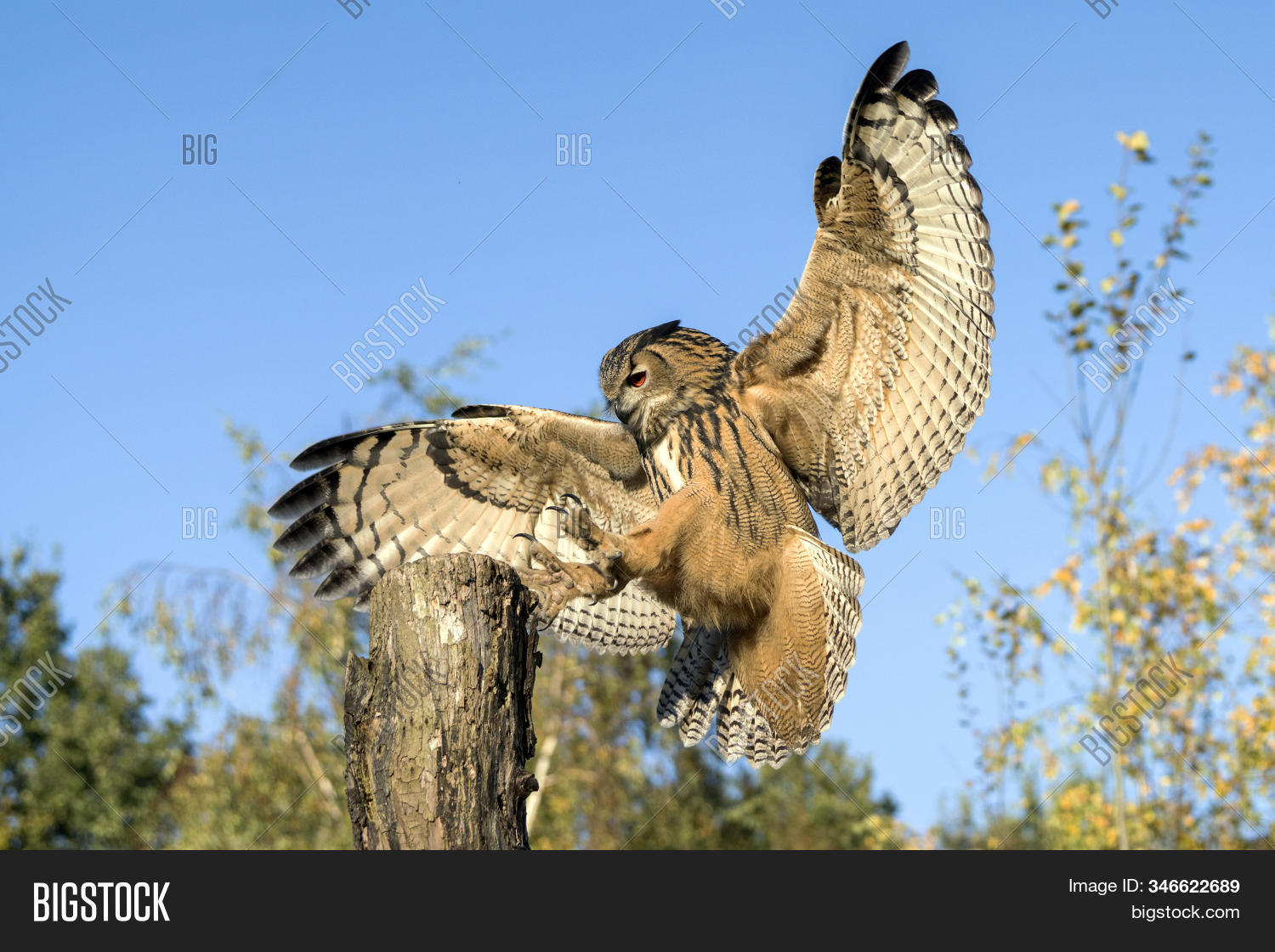 animal, 																					avian, 																					beak, 																					beautiful, 																					bird, 																					branch, 																					brown, 																					bubo, 																					carnivore, 																					closeup, 																					cute, 																					eagle, 																					owl, 																					eurasian, 																					eye, 																					falcon, 																					falconry, 																					feather, 																					fly, 																					forest, 																					great, 																					green, 																					head, 																					holland, 																					hunter, 																					mammal, 																					natural, 																					nature, 																					netherlands, 																					nocturnal, 																					noord, 																					brabant, 																					orange, 																					outdoor, 																					perched, 																					portrait, 																					predator, 																					prey, 																					raptor, 																					safari, 																					sitting, 																					sky, 																					tree, 																					watching, 																					wild, 																					wildlife, 																					wings, 																					wise