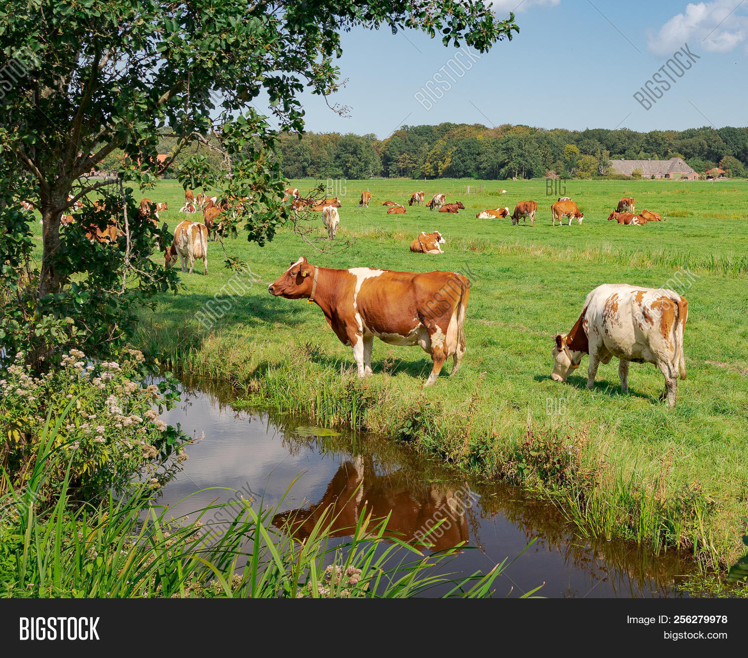 De,Horsten,MRY,Meuse,Rhine,Wassenaar,Yssel,agricultural,agriculture,animal,background,brown,canal,cattle,cow,dairy,day,ditch,domestic,dutch,farm,farmland,field,grass,grassy,green,holland,land,landscape,livestock,meadow,milk,nature,netherlands,outdoors,outside,pasture,recreation,ruminate,rural,scenery,scenic,standing,summer,tourism,traditional,typical,udder,water