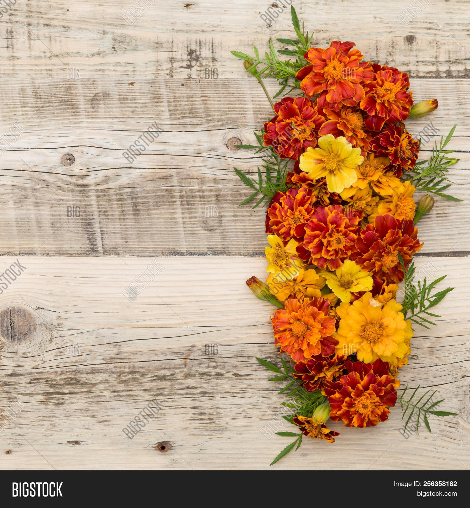 african,aztec,background,beautiful,beauty,bloom,blossom,botanical,botany,bright,colorful,copy,culture,decoration,flora,flower,french,garden,green,happy,head,heart,holiday,india,indian,love,macro,marigold,mexican,nature,offering,orange,petal,plant,red,religion,season,shape,space,spring,summer,tagetes,top,valentine,vibrant,vintage,wedding,wooden,yellow