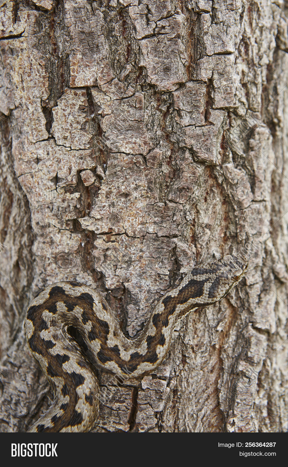 animal,attack,background,biology,bite,brown,camouflage,camouflaged,danger,dangerous,design,ecology,environment,exotic,exoticism,fauna,herpetology,hidden,illustration,imitation,natural,nature,nobody,pattern,pit,poisonous,predator,print,reptile,serpent,skin,snake,snakebite,snakeskin,striped,structure,surface,texture,textured,tree,trunk,venomous,viper,wallpaper,wild,wilderness,wildlife