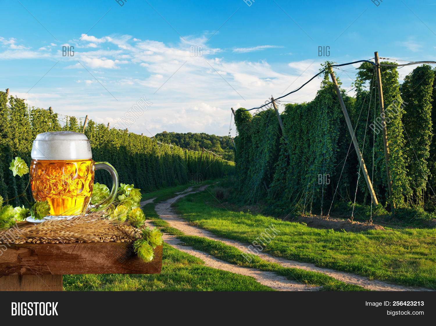 Czech,Republic,Zatec,agriculture,agronomy,alcohol,aroma,beer,beverage,blue,brew,brewery,brewing,dirt,farm,field,fine,foam,garden,glass,grow,growth,hop,husbandry,jug,mug,of,path,pint,plant,road,sky,summer,sunny,unpaved,vegetation