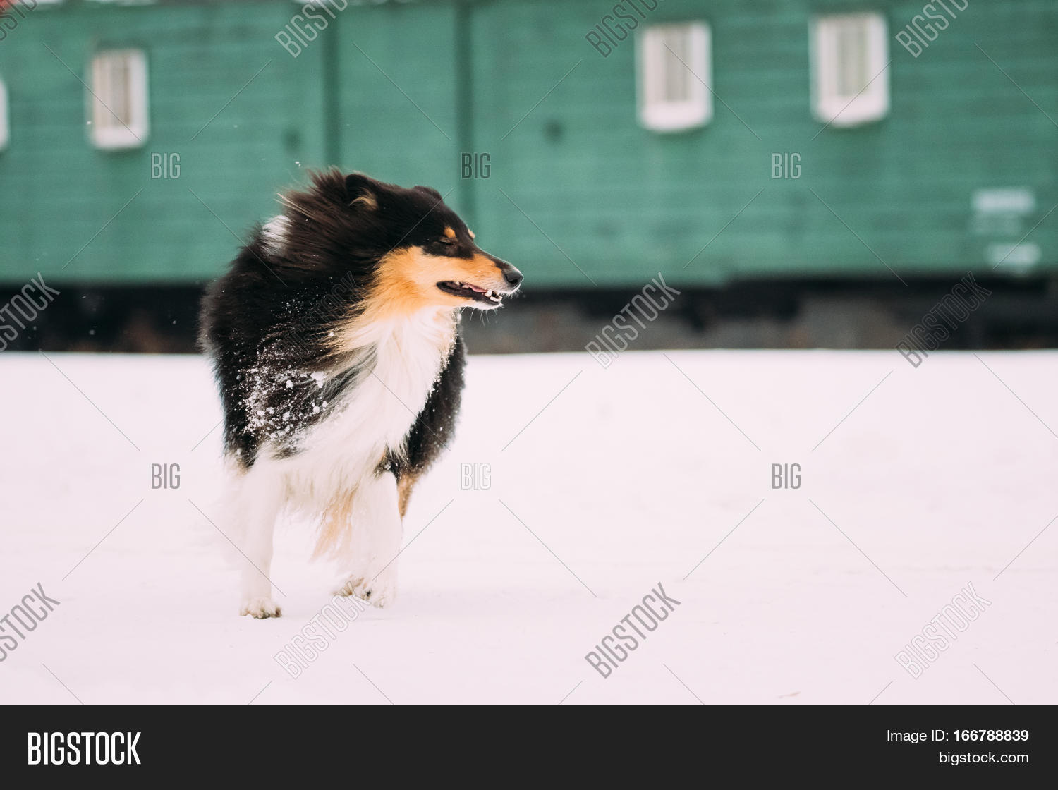 Funny Young Shetland Sheepdog 166788839 Image Stock Photo