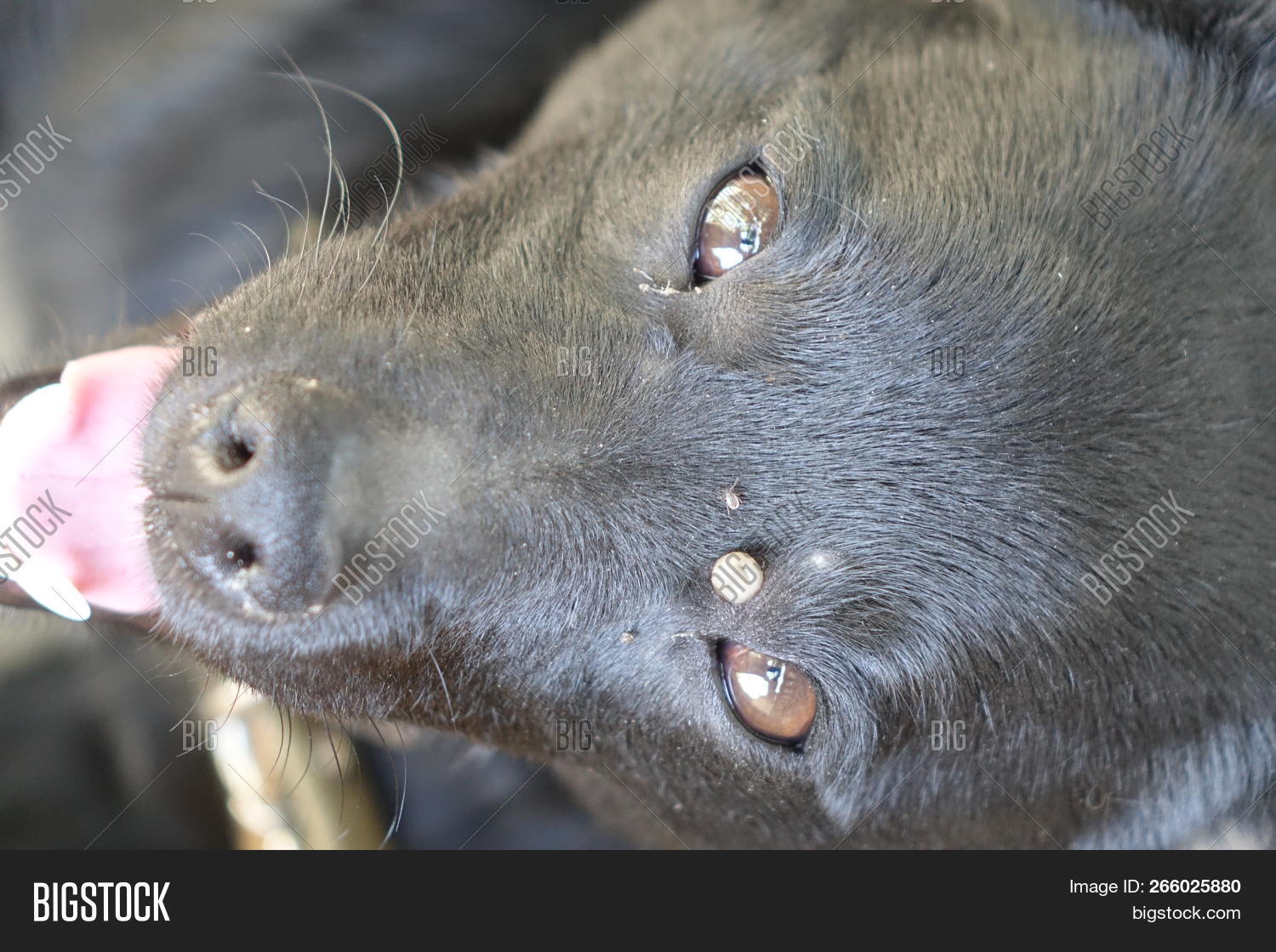 animal,arachnid,arthropod,bath,big,bite,black,blood,blow,canine,catflea,cleaning,close,close-up,comical,concept,control,cute,dachshund,danger,disease,dog,doggier,dry,ear,encephalitis,epidemic,europe,flea,foot,hair,head,health,hound,leech,marco,medical,medicine,nature,pest,pet,pup,puppy,rescue,seated,skin,spring,suck,takeoff,tick