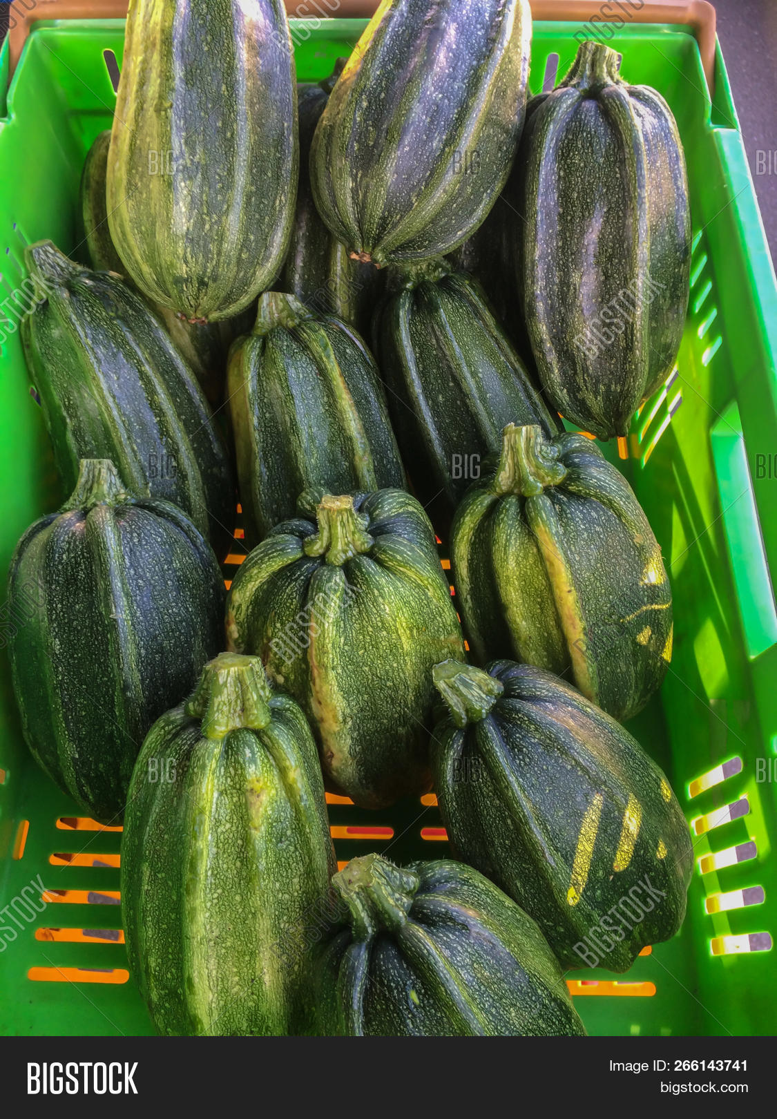 Curcurbitaceae,crate,crop,cultivate,cultivating,diet,eating,farmers,flora,food,fresh,green,grow,growers,growing,growth,harvest,health,healthy,horticulture,kamo,kamokamo,kumi,maori,market,new,nz,organic,plastic,produce,pumpkin,squash,vegetable,zealand