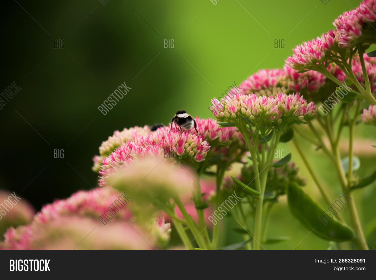 Bumblebee On Beautiful Decorative Garden Plant Sedum Sedum