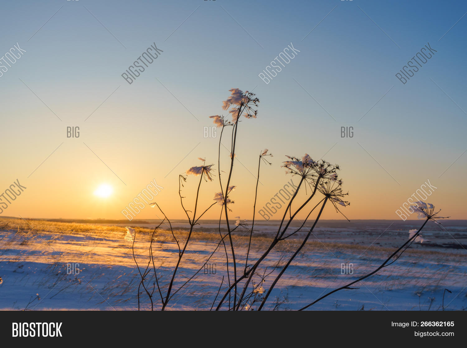 amazing,background,beam,beautiful,blue,bright,clear,cloudless,cold,cool,covered,crystal,dried,dry,evening,freeze,frost,frosty,frozen,glare,grass,ice,icy,landscape,light,natural,nature,orange,outdoor,picturesque,plain,plant,ray,rural,scene,scenery,scenic,season,sky,snow,snowy,stalk,stem,sun,sunlight,sunset,weather,wild,winter