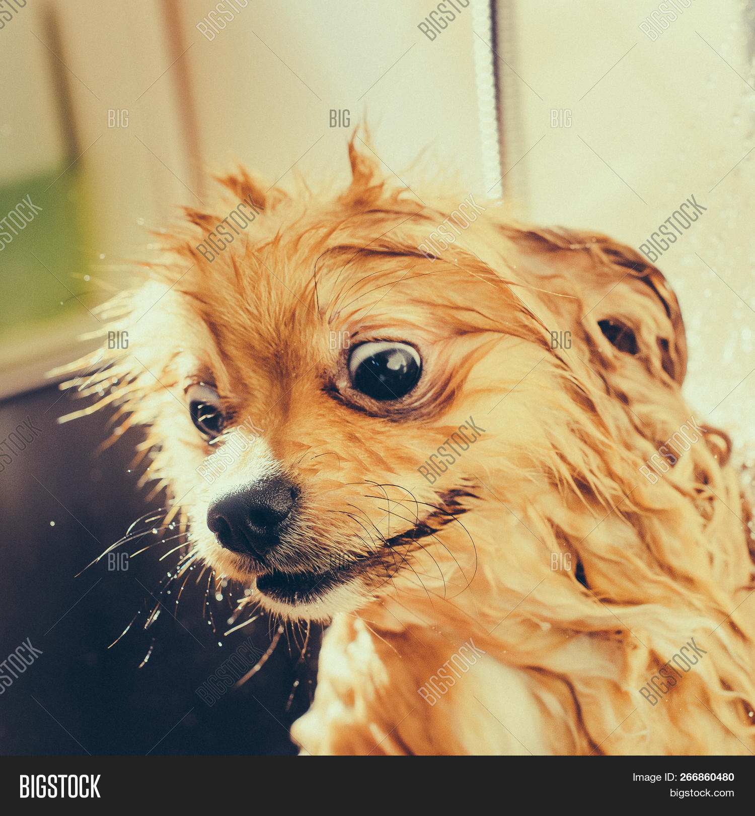 Pomeranian Dog With Red Hair In The Bathroom In The Beauty