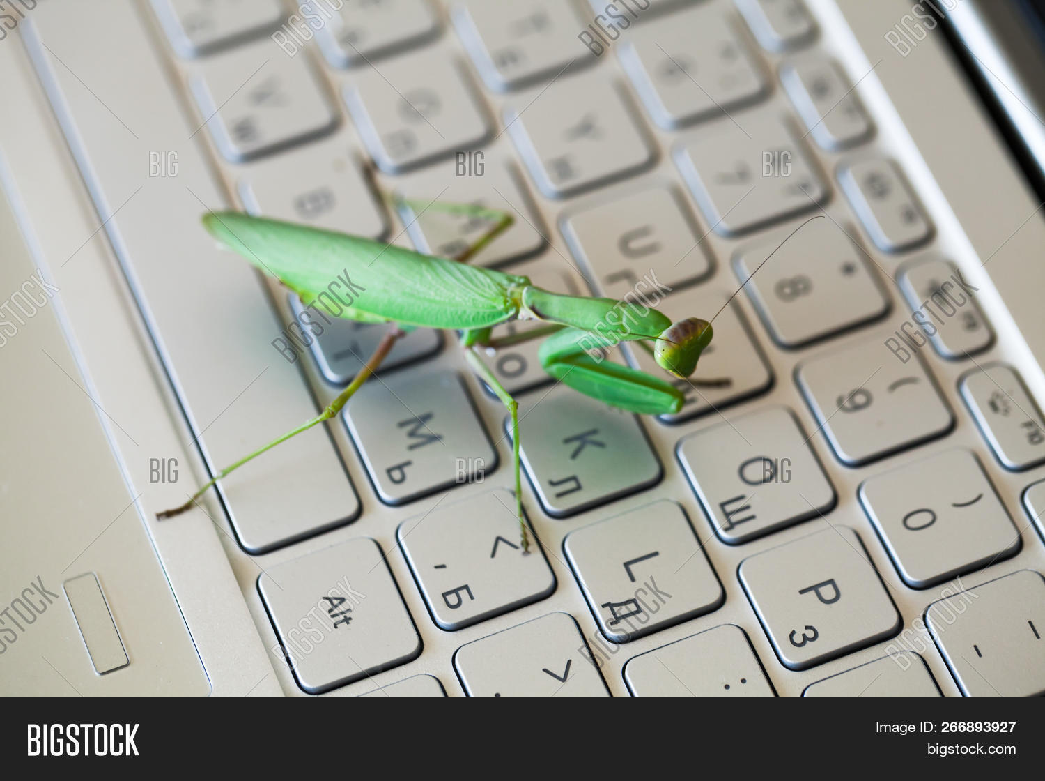 Hackers Insect Green Mantis Pressing Keys On A Laptop Keyboard, Real Insect As A ...