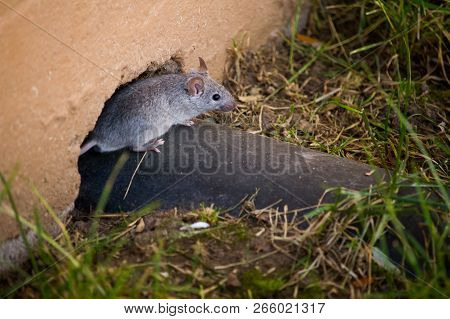 Tree Mouse Aussie Brown Mouse Exploring Tree Mid Autumn In The Park Trees Leaves And ...