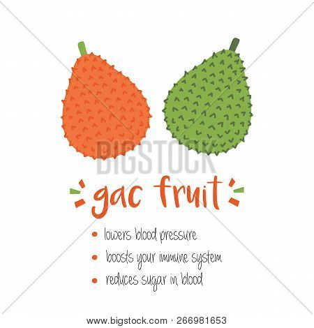 Benefits Of Gac Fruit Or Baby Jack Fruit Cute Cartoon Vector