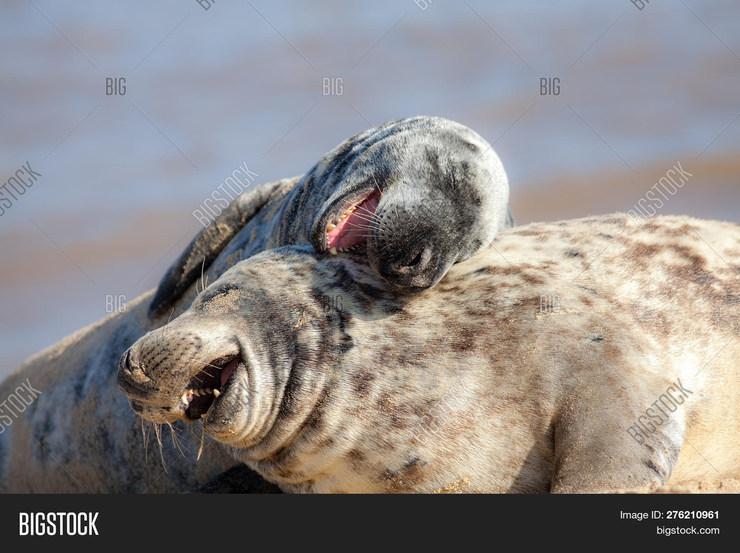 Halichoerus,LOL,PMSL,ROFLMAO,animals,around,beautiful,belly,close-up,comical,copy-space,couple,cracking,expression,faces,fooling,friendly,friends,fun,funny,giggle,gray,grey,grypus,ha,happiness,happy,having,hilarious,hilarity,hug,humorous,hysterical,hysterics,image,jokes,joking,joy,laugh,laughing,laughter,loud,meme,out,playing,seals,smiling,telling,up,wildlife