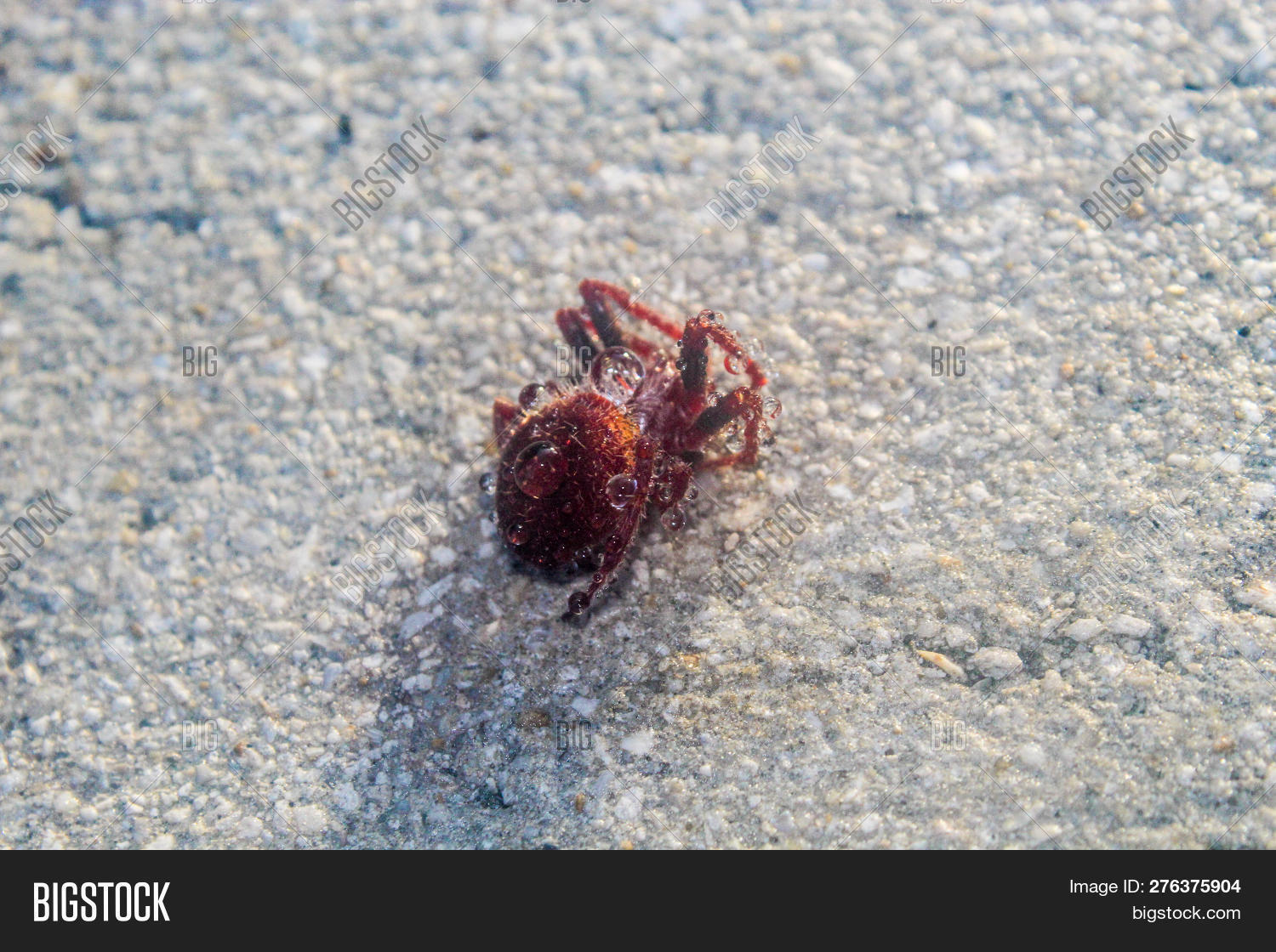 Eriophora,Everglades,Focus,Selective,Wildlife,animal,arachnid,arachnida,araneae,autumn,background,black,bright,brown,bug,closeup,country,eye,fall,fauna,florida,garden,green,grey,hairy,insect,invertebrate,leg,macro,marbled,micro,night,nocturnal,orange,orb,pattern,portrait,predator,ravilla,red,small,spider,stripes,tiny,trap,water,weaver,web,wet