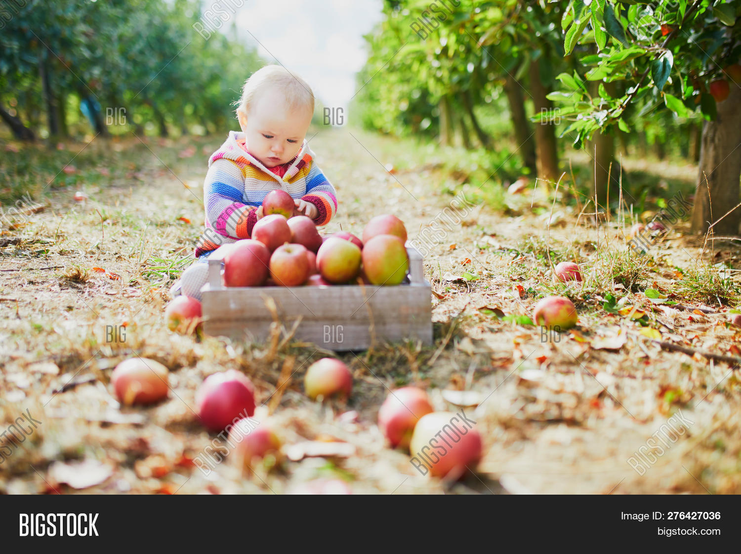 adorable,apple,autumn,baby,blond,box,care,child,childcare,childhood,children,crate,cute,delicious,eating,fall,farm,food,fruit,garden,gathering,girl,ground,happy,harvest,healthy,human,infant,kid,little,natural,nature,newborn,one,orchard,organic,outdoors,people,person,red,ripe,season,seasonal,sitting,small,snack,tasting,tasty,tree,vegetarian