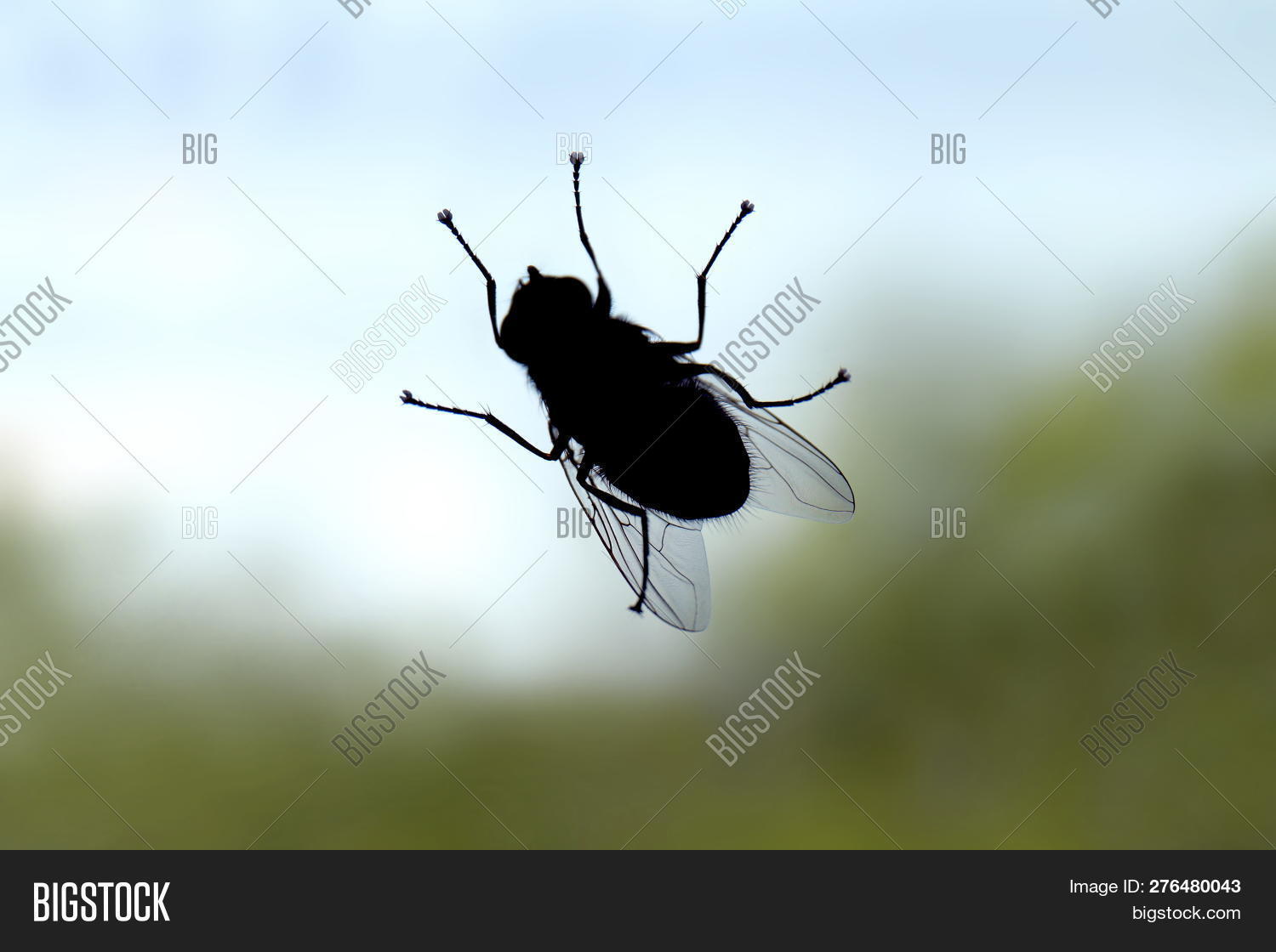 animal,art,background,black,blow,blue,bug,closeup,color,design,detail,drawing,drosophila,element,eye,fly,fruit,gen,gene,genetic,graphic,green,house,icon,image,insect,isolated,live,macro,manipulation,melanogaster,natural,nature,pest,portrait,red,retro,shot,sign,small,studio,style,symbol,vintage,white,wildlife,wing