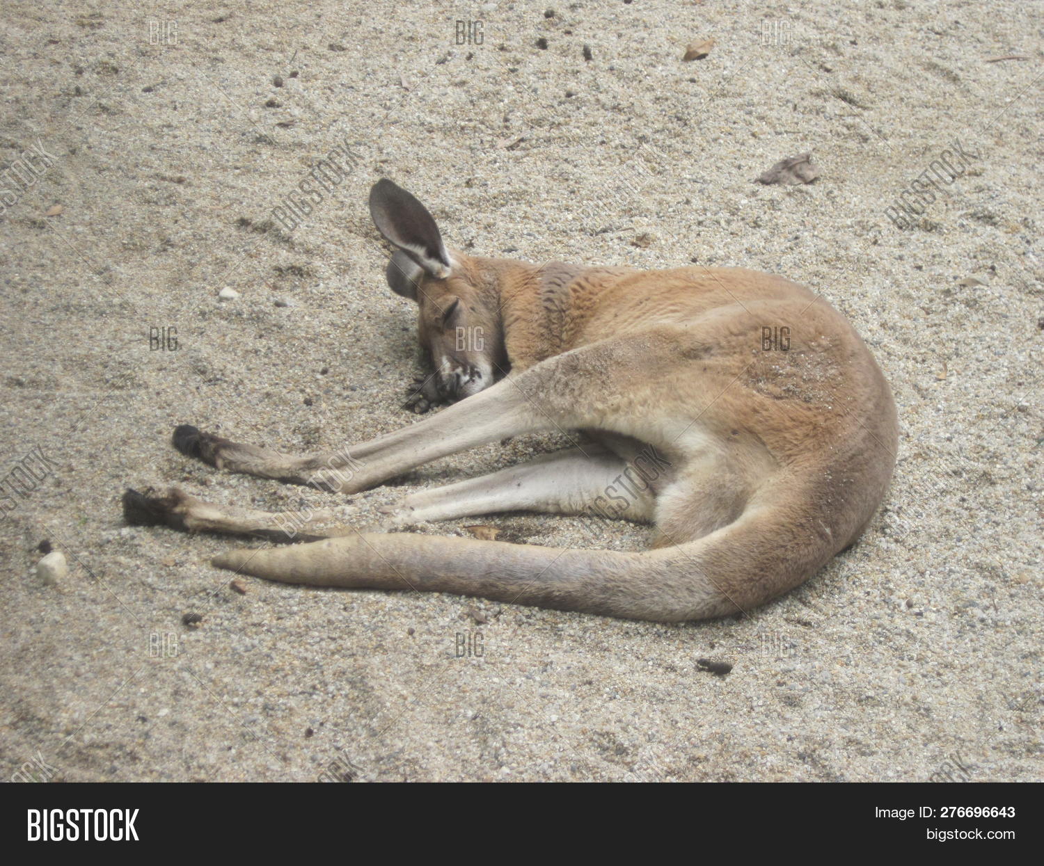 Animal,Australia,Dirt,Down,Eastern,Kangaroo,Lying,Sleeping,Wildlife,forester,great,grey,marsupial