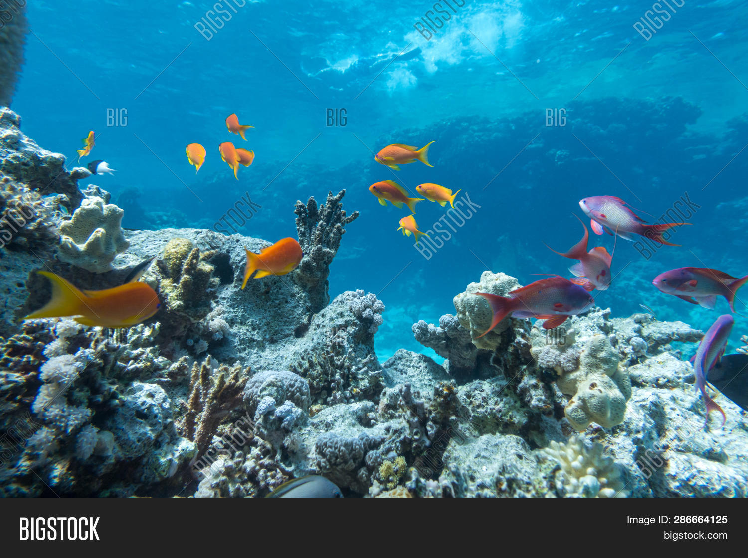 Egypt,Serranidae,angelfish,animal,anthias,aqua,aquarium,aquatic,background,biodiversity,blue,bright,clear,closeup,colorful,diving,ecosystem,environment,exotic,feeding,fish,marine,natural,nature,ocean,orange,purple,red,reef,scuba,sea,summer,transparent,travel,tropical,underwater,vacation,water,wild,wildlife