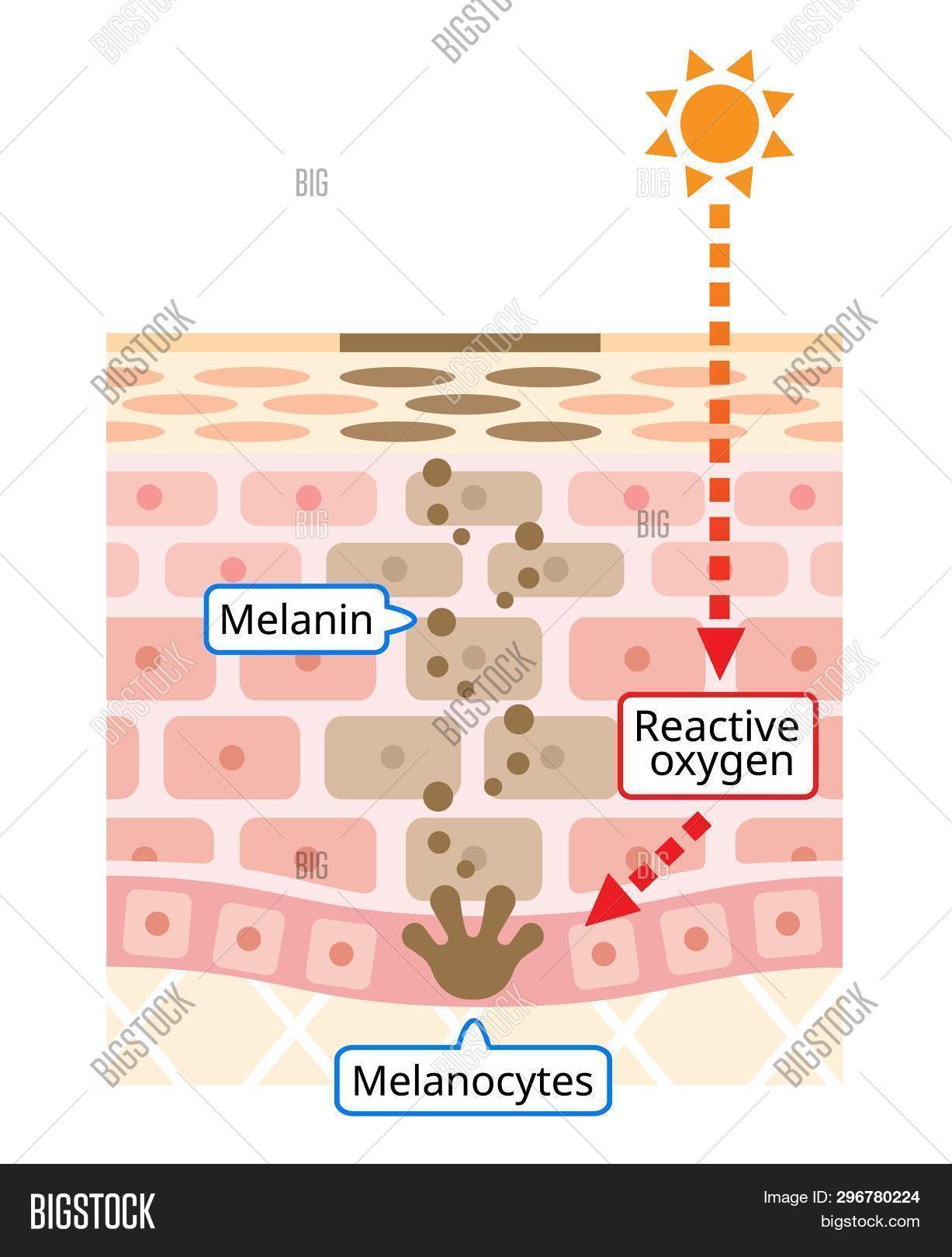 Mechanism Of Skin Cell Turnover Illustration. Melanin And Melanocytes ...