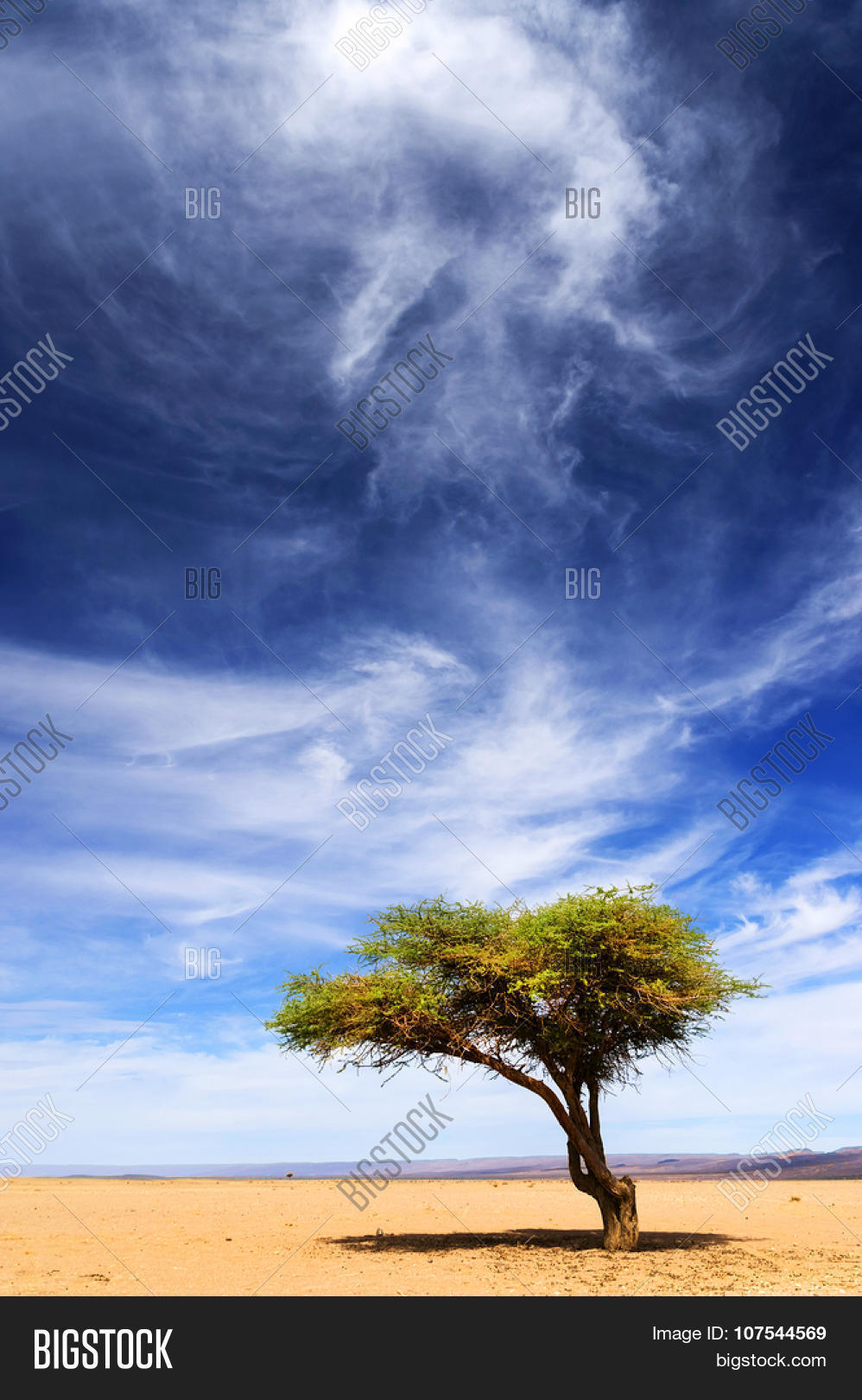 acacia,alone,brown,day,daytime,desert,dry,exactly,fabaceae,green,horizon,lonely,mimosoideae,mist,misty,morocco,mountains,nature,one,only,plant,sahara,sand,shrub,single,spring,summer,sun,sunny,thorn,thorntree,tree,wattle,whistling