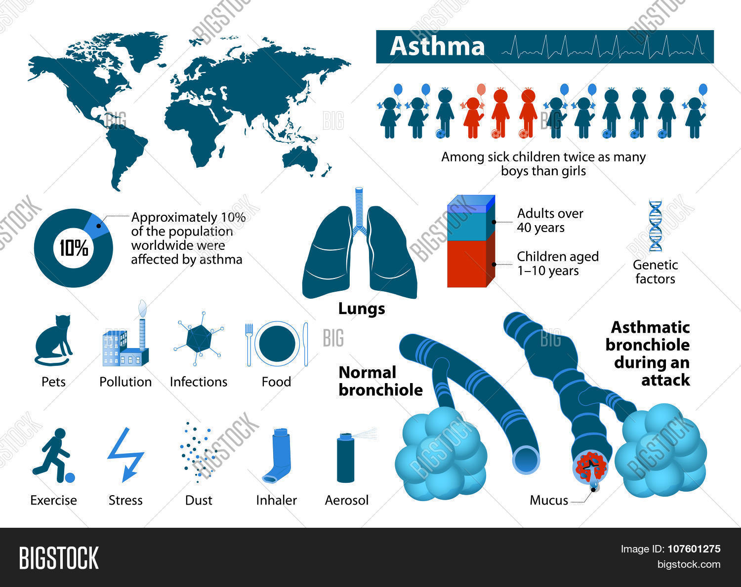 aerosol,airway,allergic,allergy,alveoli,anatomy,asthma,asthmatic,breathing,bronchi,bronchial,bronchiole,bronchus,care,design,diagram,disease,dna,dust,exercise,genetic,health,healthy,human,icon,illustration,inflamed,inflammation,infographic,inhaler,lung,medical,medicine,mucus,normal,organ,pets,pollution,respiration,respiratory,science,symbol,system,vector