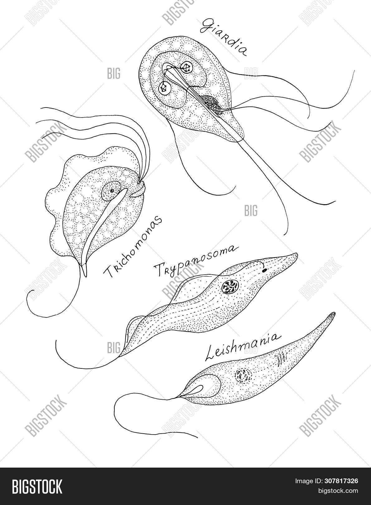 adult,and,animal,aquatic,biological,black,contour,doodle,drawing,drawn,flagella,flagellate,giardia,giardiasis,graphic,hand,human,illustration,image,ink,isolated,leishmania,line,macro,microflora,microscopic,organism,outline,parasite,parasitic,parasitology,pathogenic,pen,protozoa,realistic,scientific,sketch,trichomonas,trypanosoma,white