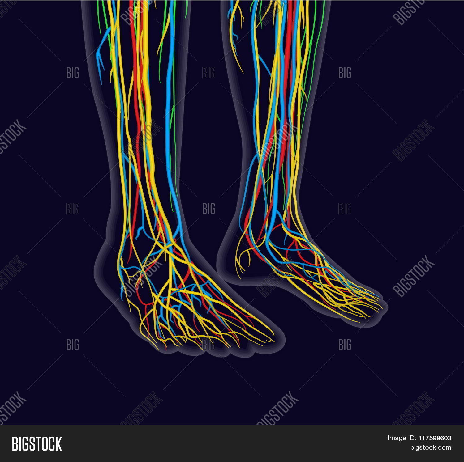 accurate,anatomy,arteria,axon,biology,blood,bloody,body,capillary,cell,central,chiropractic,chiropractors,cutaneous,deep,digital,drawing,feet,fibular,foot,health,healthcare,healthy,human,illustration,intermediate,leg,medial,medical,medicine,motor,nerve,nervous,neurologist,neurology,neuron,neuropathy,organ,peripheral,science,sensory,structure,sural,system,tibial,toes,vein,yellow