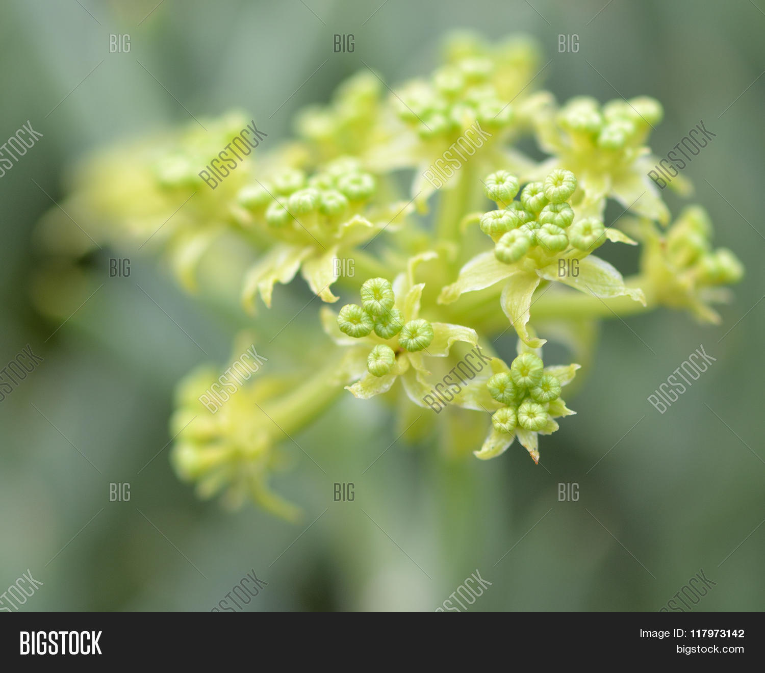 apiaceae,aromatic,british,carrot,coast,coastal,crithmum,culpeper,edible,european,family,fennel,flora,flower,flowering,leaves,marine,maritimum,nature,plant,rock,samphire,sea,shore,spicy,uk,wildlife