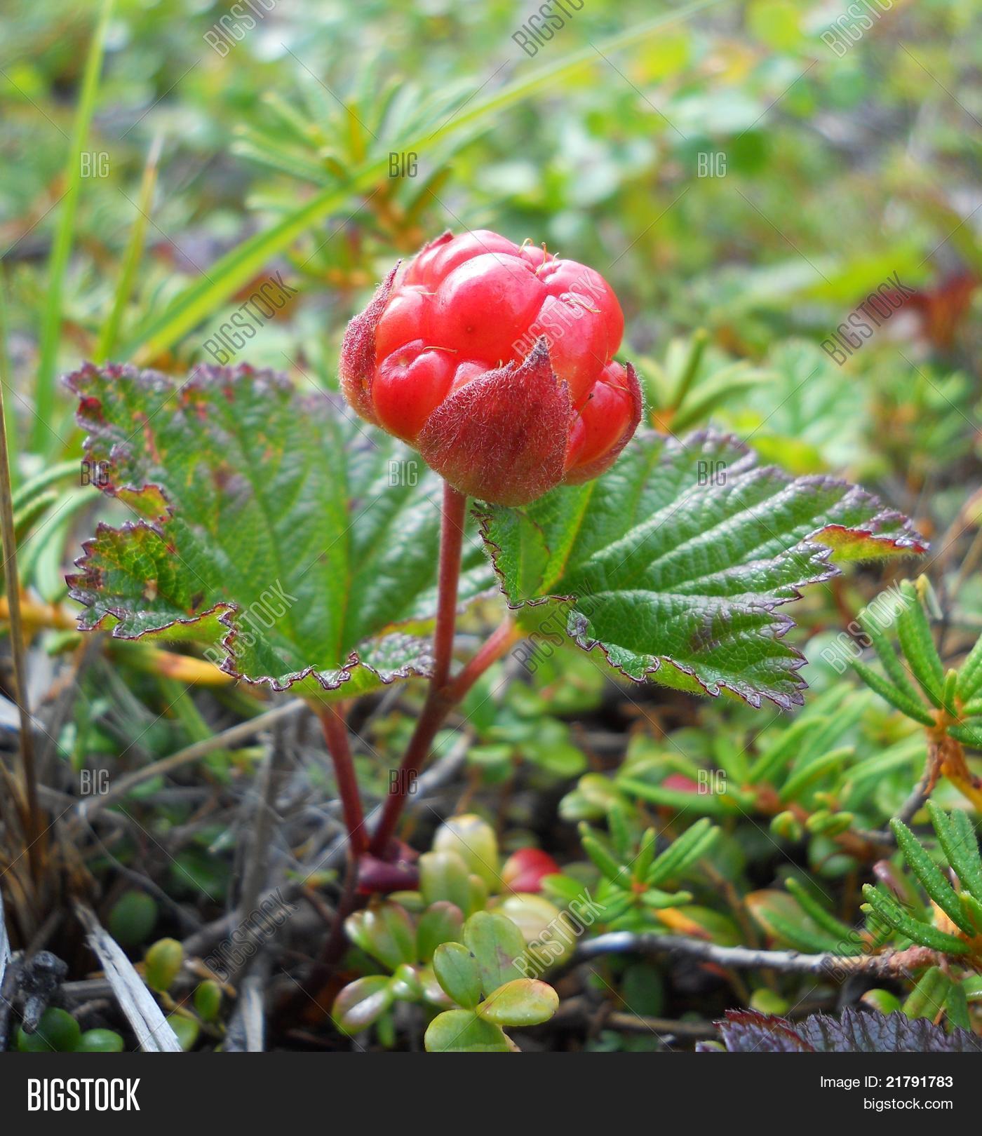 akpik,alaska,alaskan,aqpiq,arctic,fruit,tundra,cloudberry,kotzebue