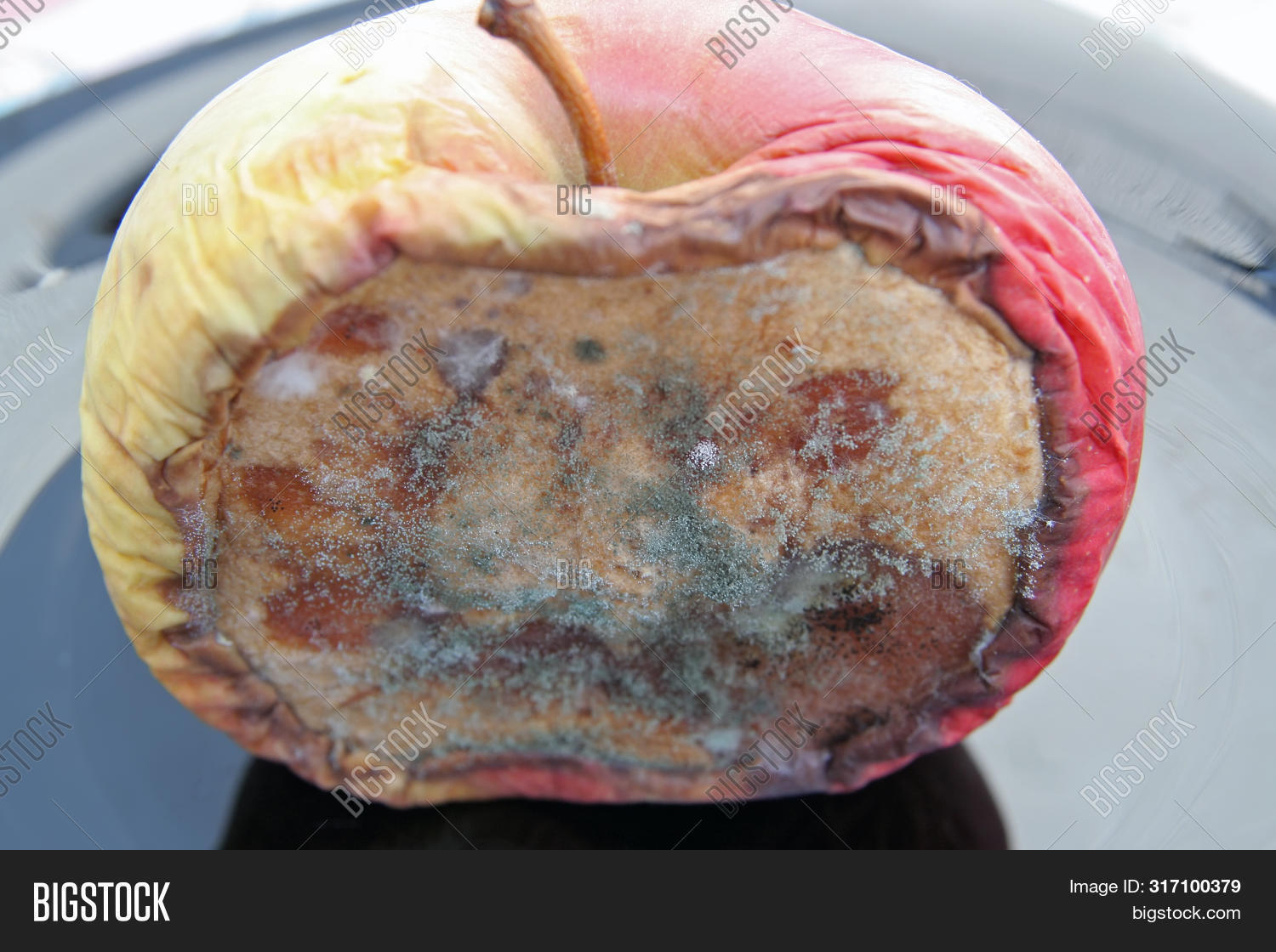 agriculture,antioxidant,bad,bio,blue,close,closeup,colorful,culinary,damaged,dark,decay,decomposed,decomposition,eat,farm,farming,food,fruit,fungi,garden,gardening,green,mandarin,market,microbe,mold,moldy,moulds,natural,nature,old,organic,plant,produce,putrescence,raw,rot,rotten,rottenness,rural,season,traditional,unhealthy,vegetable,vegetarian,vitamins,white