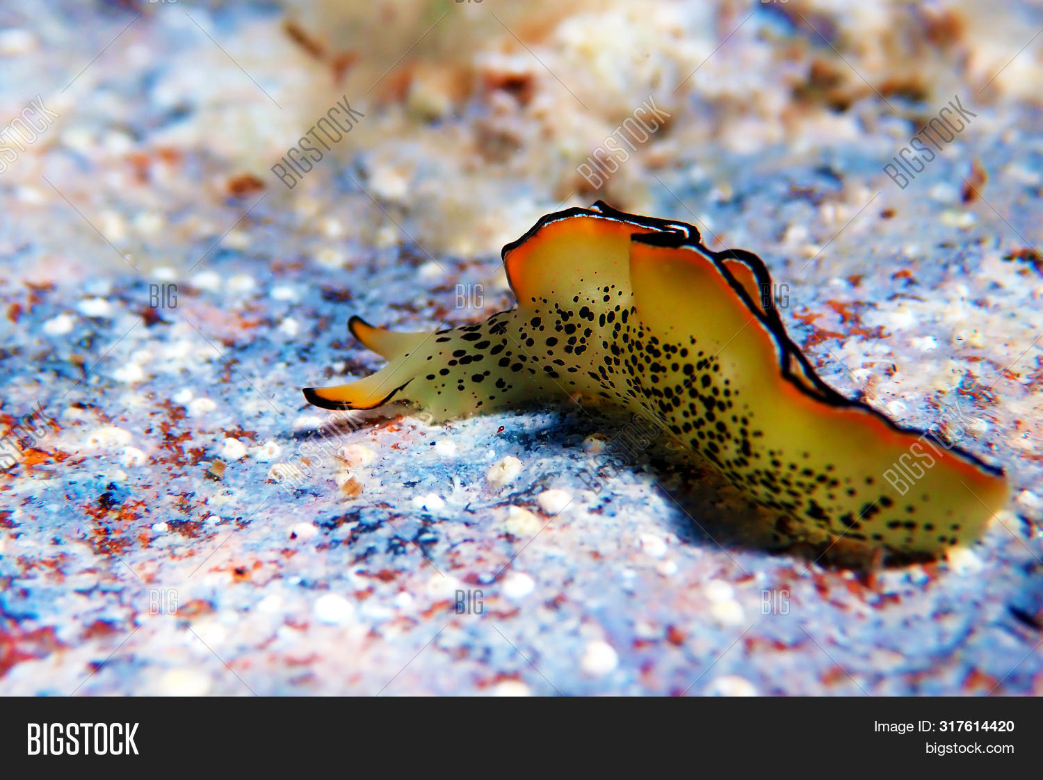 aegean,angle,animal,aqua,aquatic,beautiful,beauty,closeup,colorful,creature,critters,diving,elysia,fauna,gastropod,in,invertebrates,life,living,low,macro,marginata,marine,mediterranean,mollusks,nature,nudibranch,ocean,organism,ornate,photography,plakobranidae,reef,saltwater,sea,slug,super,the,under,undersea,underwater,view,water,wild,wildlife,yellow