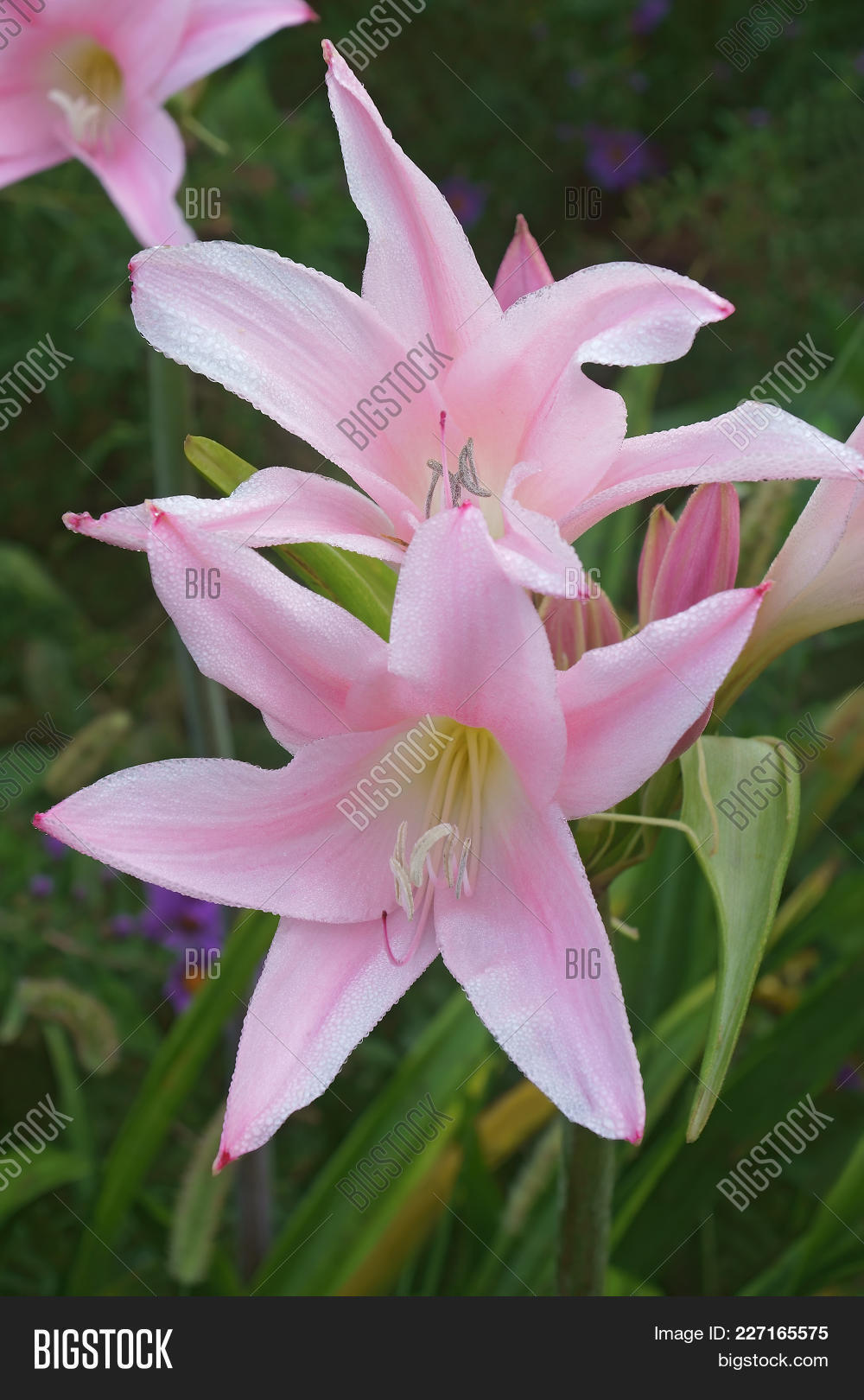 amarcrinum,amaryllidaceae,amaryllis,beladonna,bloom,corsii,crinodonna,crinum,flora,flower,fred,hawardi,howard,memoria,moorei,nature,plant,portrait,vertical