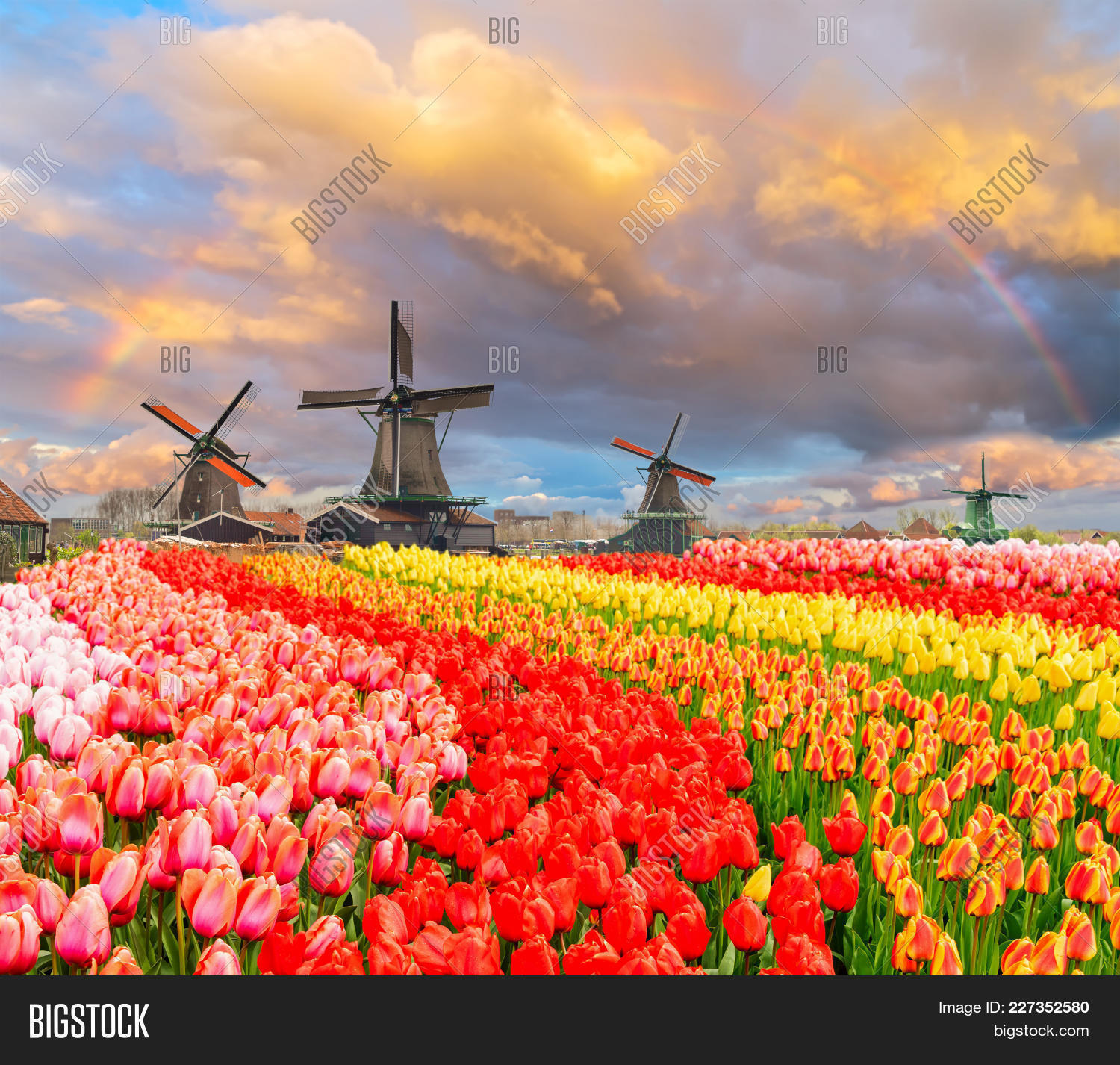 amsterdam,architecture,background,blue,building,canal,country,countryside,culture,design,destination,dutch,energy,europe,famous,field,flowers,green,historic,holland,landmark,landscape,mill,nature,netherlands,old,panorama,pink,rainbow,river,rows,scenic,schans,sky,spring,sunset,tourism,touristic,traditional,travel,tulips,typical,village,water,wind,windmill,wooden,zaandam,zaanse