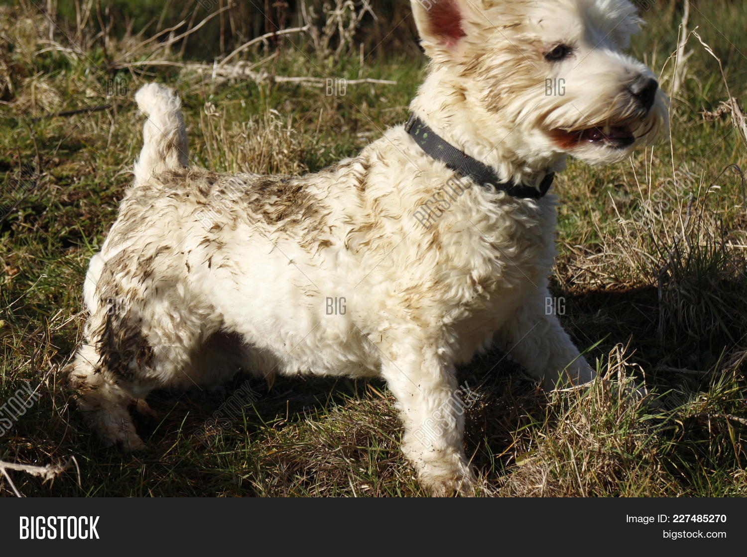 2018,animal,authentic,base,behaviour,candid,countryside,covered,cowpat,crap,dirty,disgusting,dog,excrement,faeces,feces,field,filthy,fun,grass,happy,having,highland,in,instinct,instinctive,instinctual,male,muck,mucky,muddy,nature,no,nobody,people,pet,photography,primal,rolling,rural,shit,smelly,terrier,urge,walkies,west,westie,white