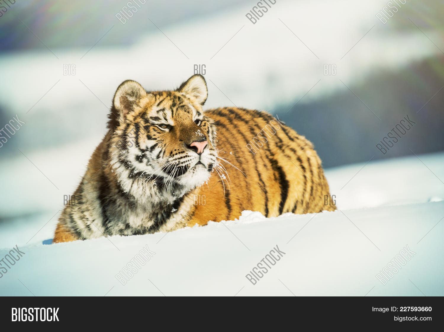 action,aggressive,altaica,amur,anger,angry,animal,beautiful,beauty,big,cat,closeup,cold,danger,endangered,expression,face,head,hunter,mammal,nature,panthera,portrait,predator,prey,running,russia,siberia,siberian,snow,striped,stripes,tajga,teeth,tiger,tigress,tigris,white,wild,wildlife,winter