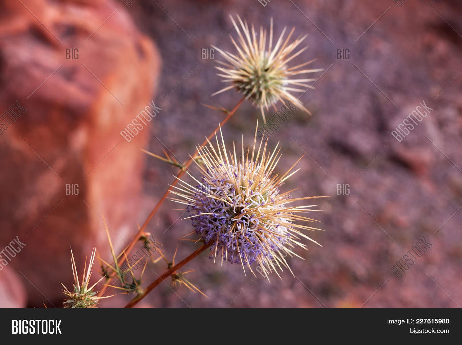arabian,arid,asia,barren,beautiful,beauty,blue,burr,clear,climate,closeup,desert,dry,dune,east,environment,extreme,flora,flower,green,grow,heat,herb,jordan,middle,nature,nobody,outdoors,plant,prickle,red,rum,sand,sandstone,sandy,scenics,spike,summer,sunlight,tenon,terrain,thorn,tourism,travel,valley,wadi