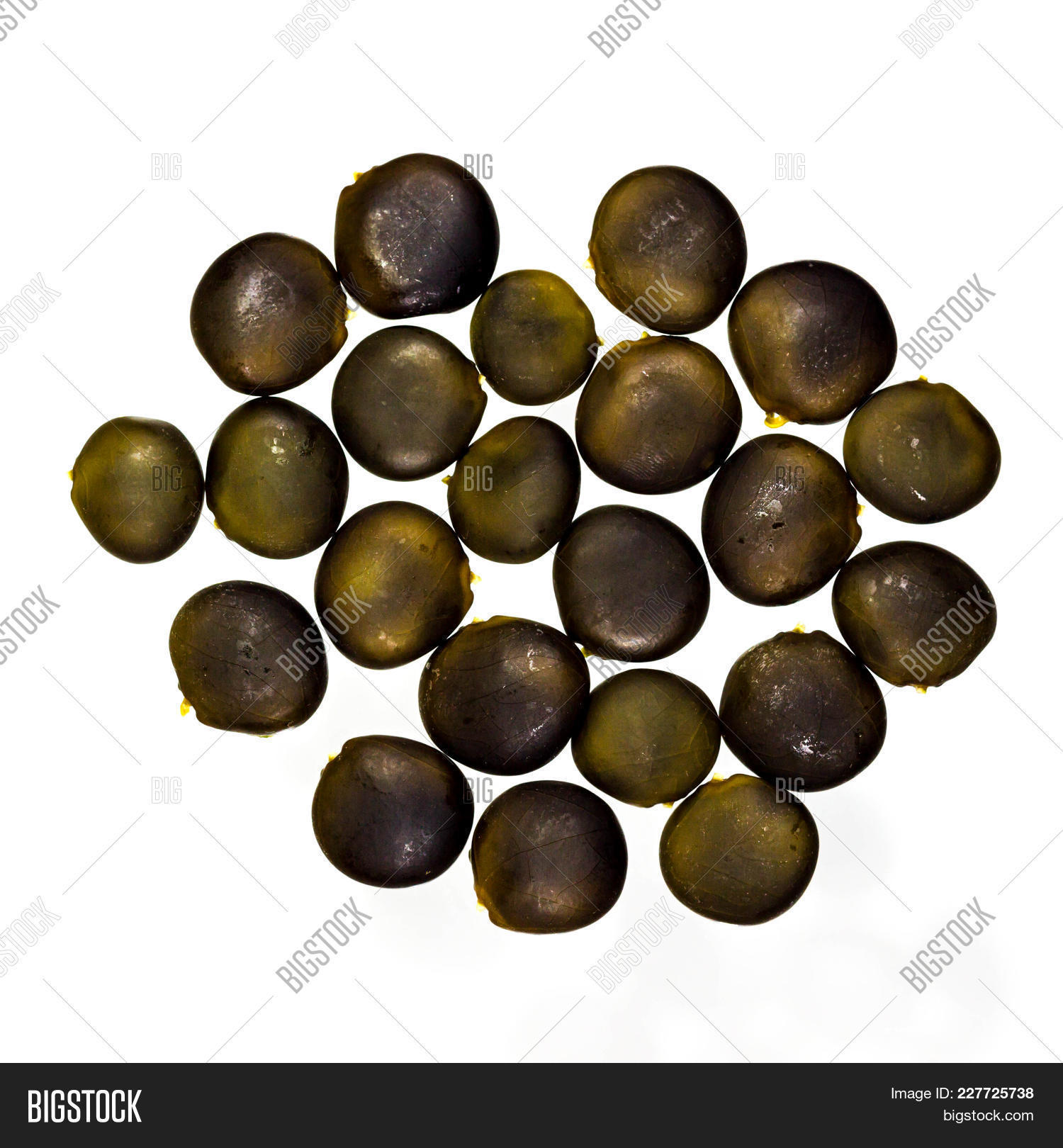 Gymnocladus,Kentucky,coffeetree,dark,dioicus,isolated,pods,raw,seed,two,white