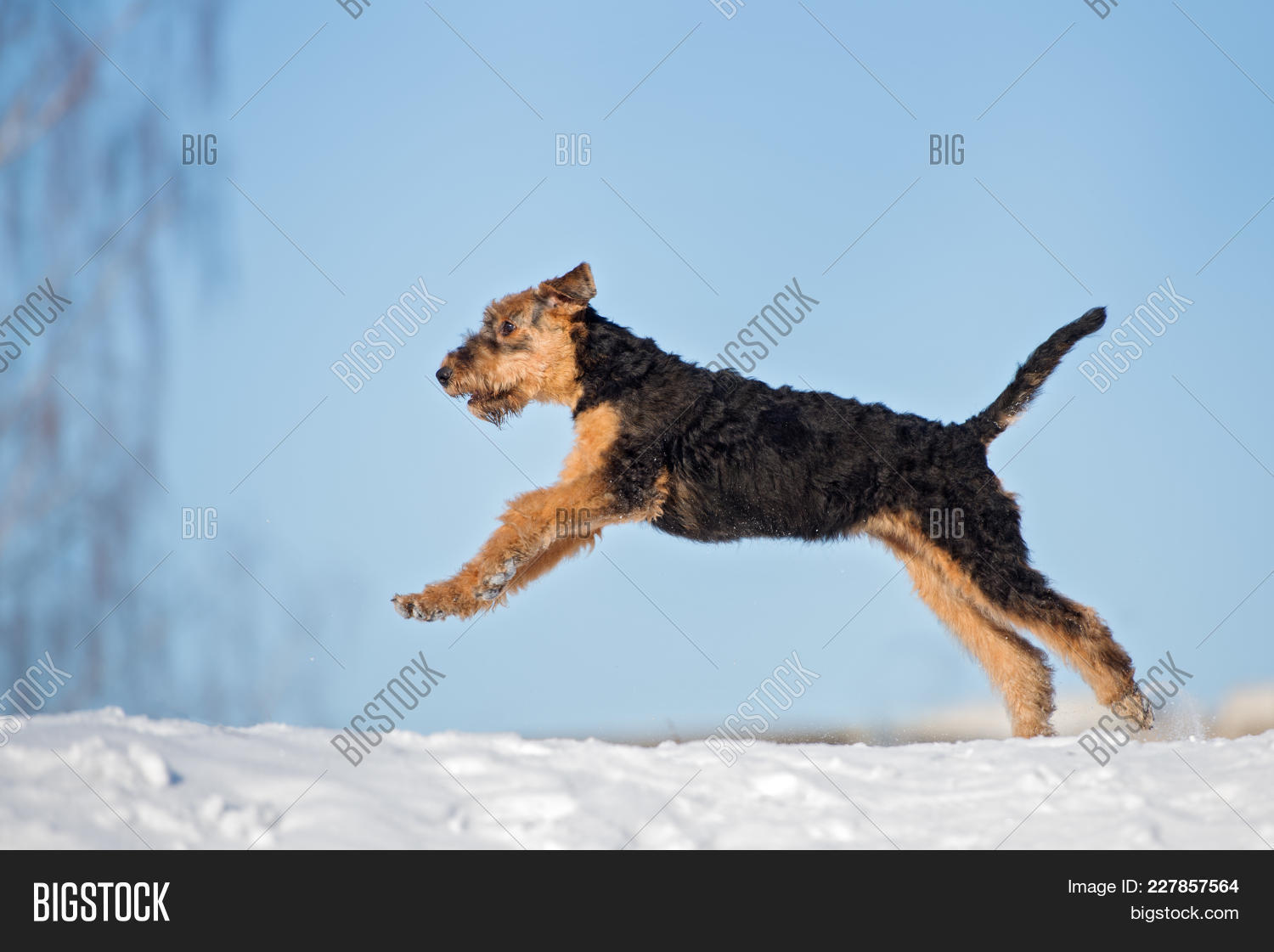 airedale terrier running