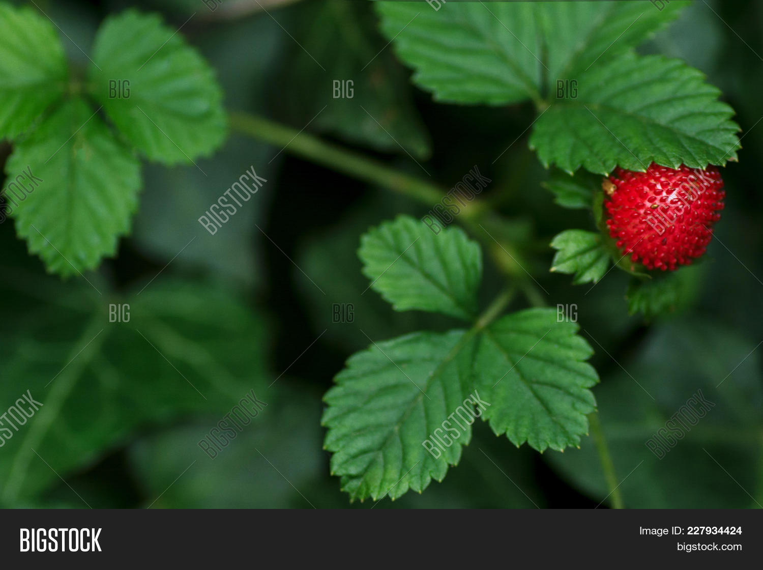 Indian Strawberry Duchesnea Indica Ripe Strawberry With Flowering And Tendrils In The Background I Image Stock Photo 227934424
