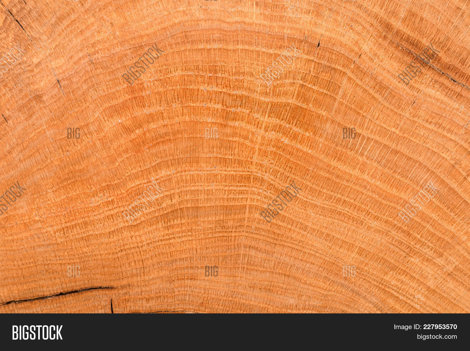 abstract,age,aging,art,background,bark,border,brown,circle,circular,construction,cut,design,forest,frame,growth,grunge,history,industry,larch,life,line,log,lumber,macro,material,natural,nature,oak,old,organic,panel,pattern,plank,ring,saw,section,shape,slice,striped,stump,surface,texture,textured,timber,tree,trunk,wood,wooden,years