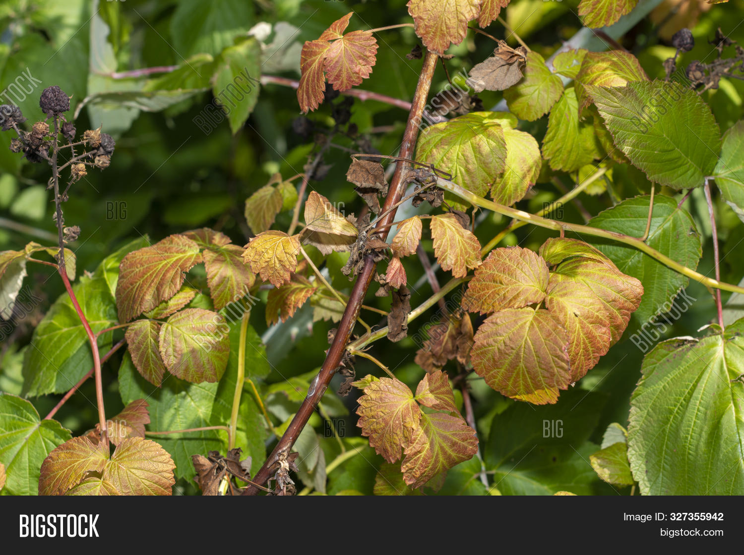 agricultural,agriculture,anthracnose,aphid,background,berry,branch,brown,bubbles,bush,close-up,closeup,color,currant,damage,disease,diseased,flora,fresh,fungal,gallic,garden,gardening,green,illness,infected,insect,leaf,leaves,macro,natural,nature,outdoor,parasite,pest,photography,plant,problem,red,season,shrub,sick,sickness,spring,struck,summer,tree,young