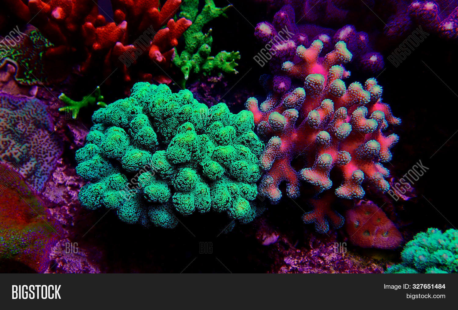 akvarium,animal,aquarium,aquatic,background,closeup,colony,color,colorful,coral,fish,green,image,koral,life,living,marine,microorganism,natural,nature,ocean,organism,pacific,photo,photography,pink,pocilloporidae,polyp,purple,reef,room,saltwater,salty,scene,scenic,sea,sps,stony,stylophora,tank,tropical,undersea,underwater,water,world