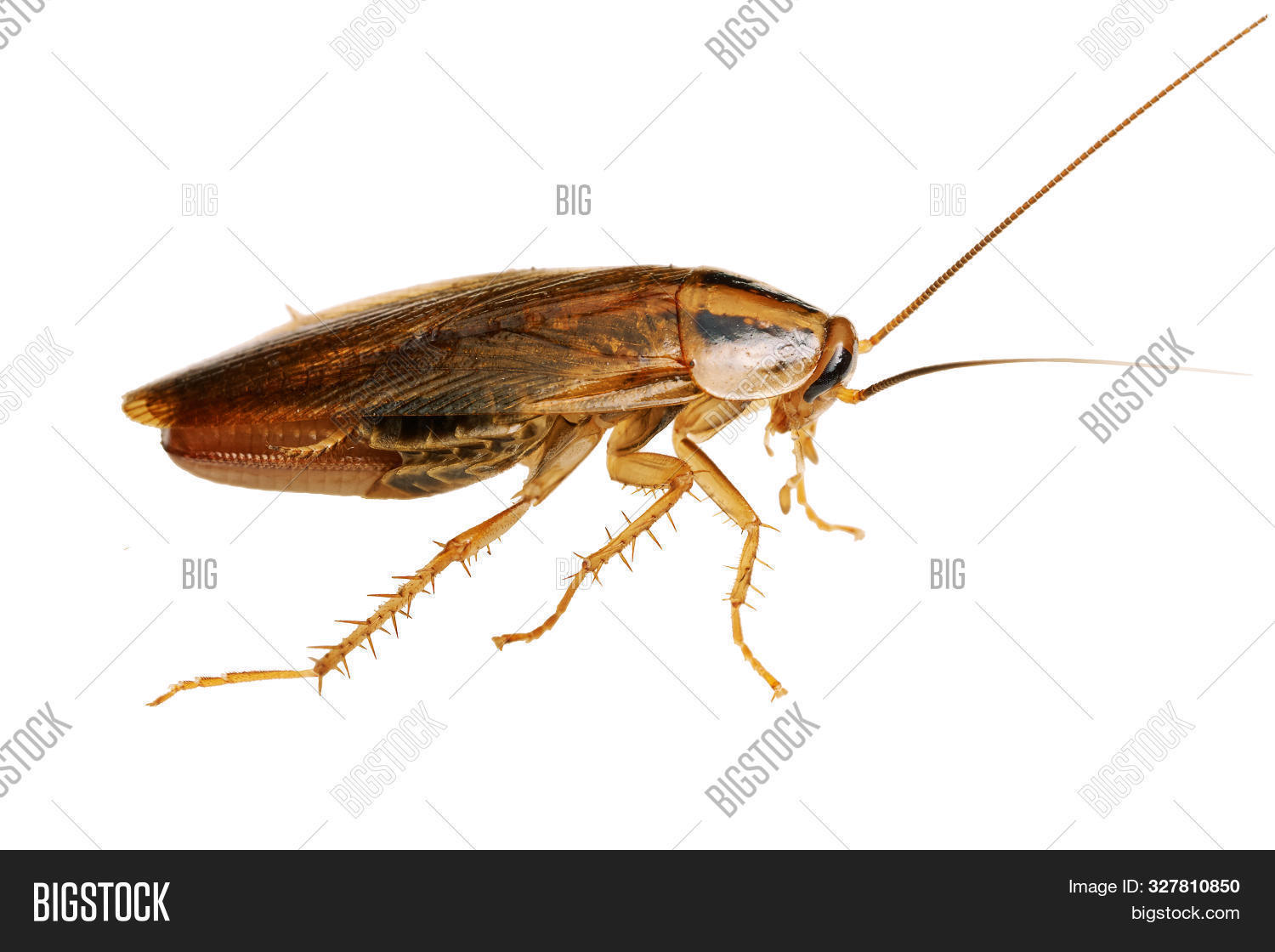 abdomen,adult,alive,animal,antenna,body,brown,bug,close,cockroach,control,crawling,crawly,creature,creeping,creepy,dead,dirt,dirty,disease,disgust,disgusting,egg,eye,fumigate,fumigation,gross,head,health,hygiene,infestation,insect,isolated,legs,living,macro,nocturnal,nuisance,pest,pesticide,pregnant,red,thorny,urban,white,wings