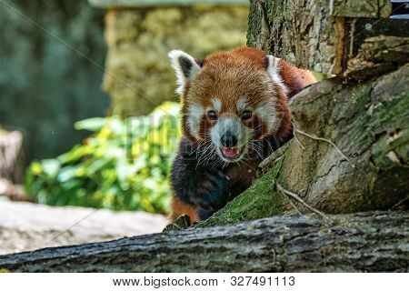 The Red Panda, Ailurus Fulgens, Also Called The Lesser Panda. image ...