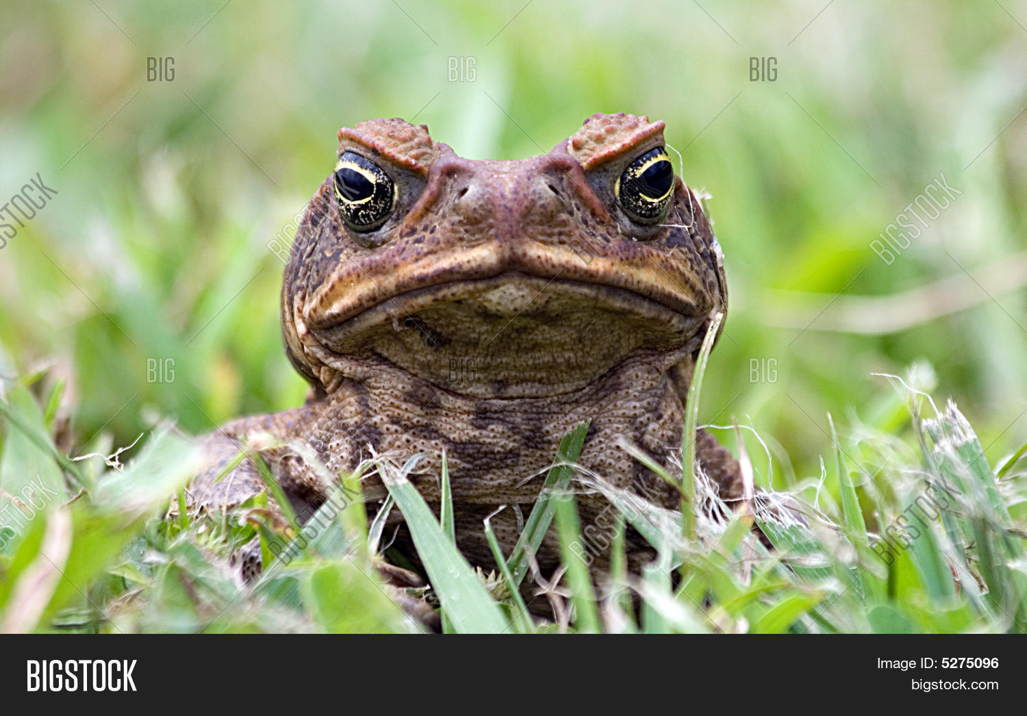 amphibian,anger,angry,animal,big,bored,boring,brown,close,determined,eye,frog,grass,inquisitive,jump,kiss,looking,mouth,pounce,prehistoric,prince,princess,reptile,stare,staring,toad,tough,ugly,wild,wildlife