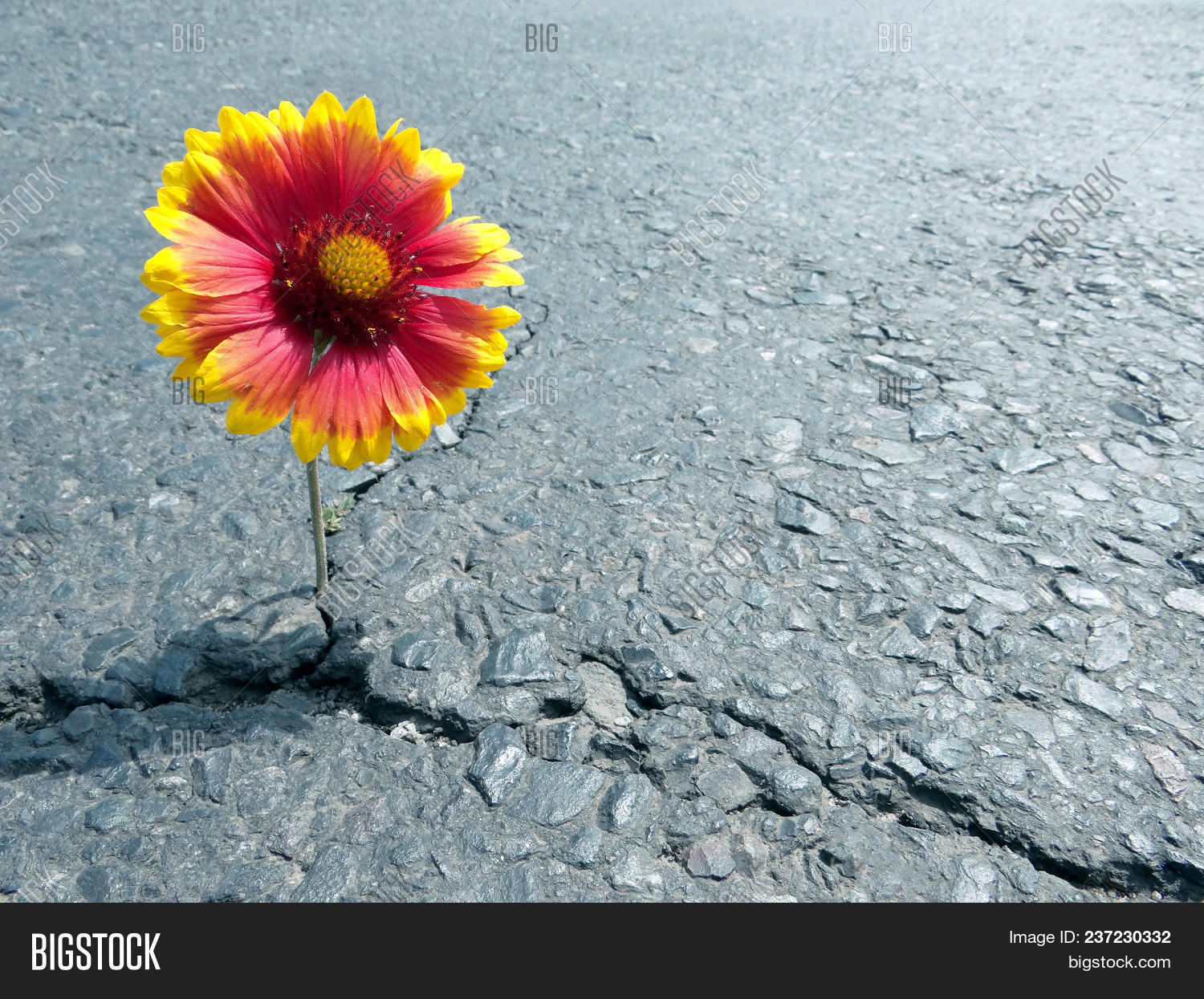 asphalt,background,beautiful,beauty,bitumen,black,bloom,blossom,bright,camomile,closeup,colorful,concept,crack,day,design,destruction,details,entropy,flora,floral,flower,grains,green,grey,ground,grow,growing,growth,life,macro,natural,nature,pavement,petals,plant,road,season,spring,street,summer,sun,symbol,texture,triumph,wild,yellow