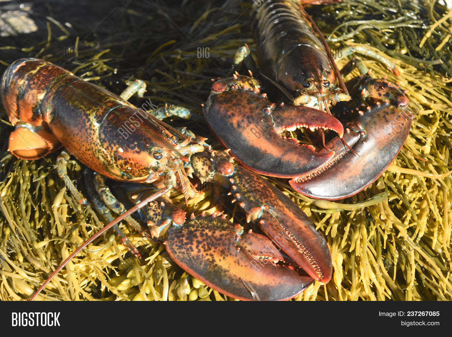 Atlantic-lobster,Canadian-Reds,Canadian-lobster,american-lobster,bay,calendar,casco,clam-bake,coast,coastal,cook,cooked,cooked-lobster,crustacean,custaceans,decapod,dinner,england,food,freeport,fresh,fresh-seafood,island,landscape,life,live,live-lobster,lobster,maine,maine-lobster,marine,marine-life,new,northern-lobster,ocean,red,red-lobster,rocky,seafood,seascape,shellfish,shore,south,supper,true-lobster