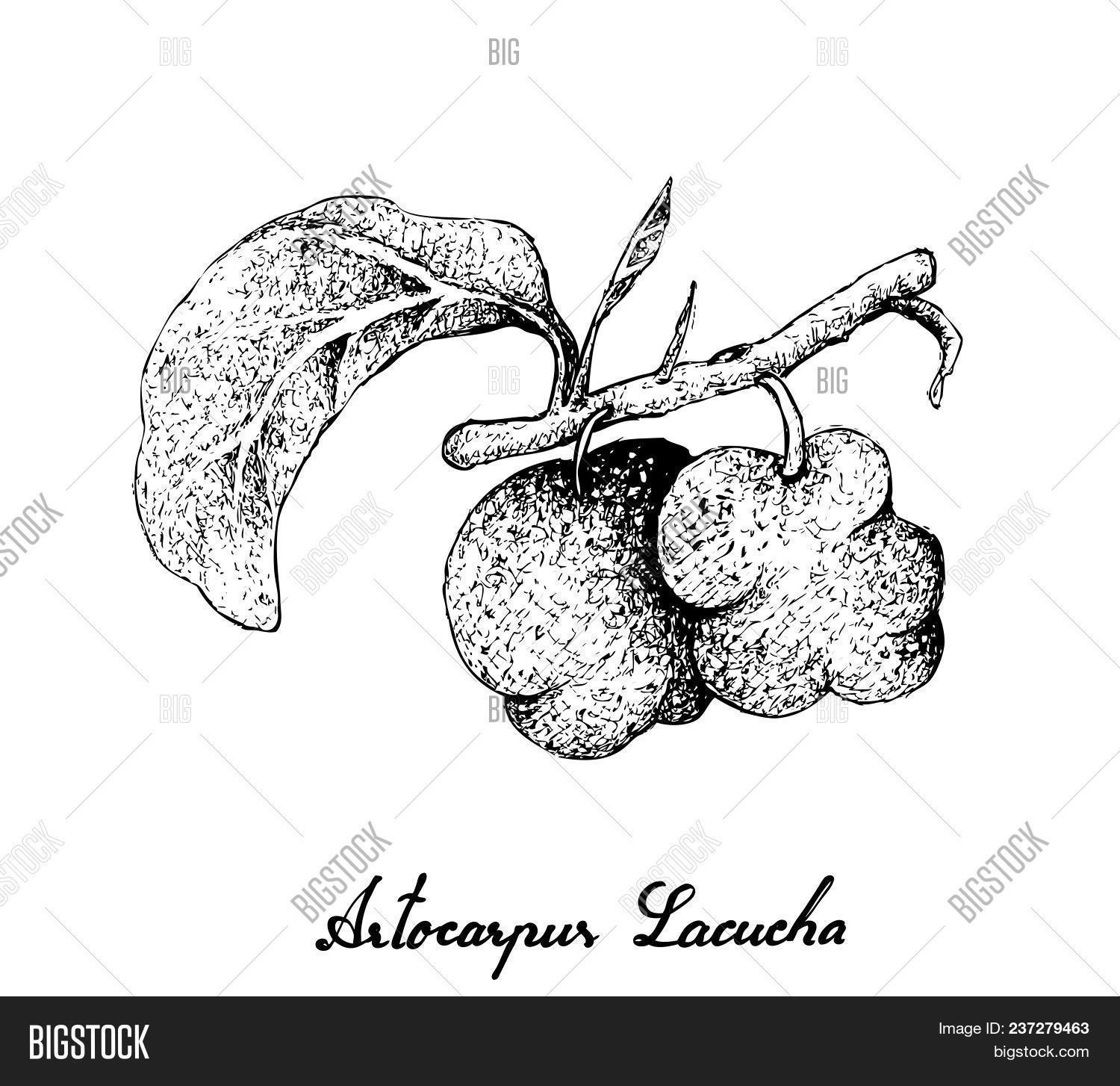 Fresh Fruits Illustration Of Hand Drawn Sketch Monkey