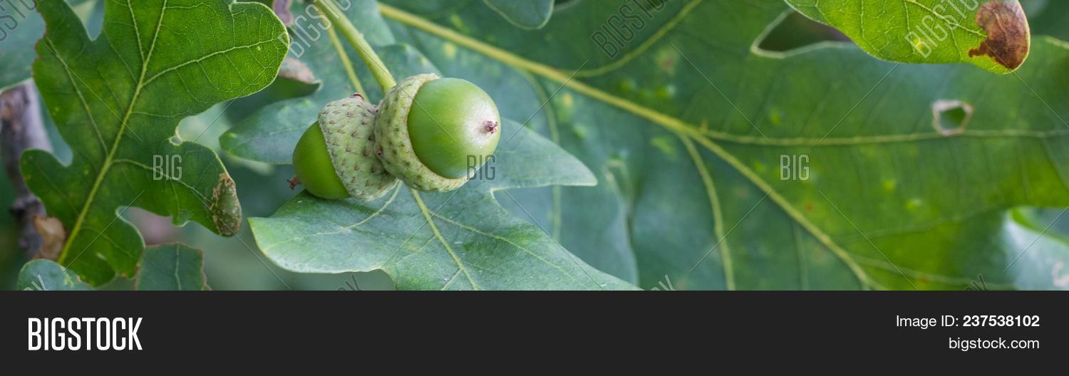 Banner Of Oak Branch With Green Leaves And Acorns On A Sunny